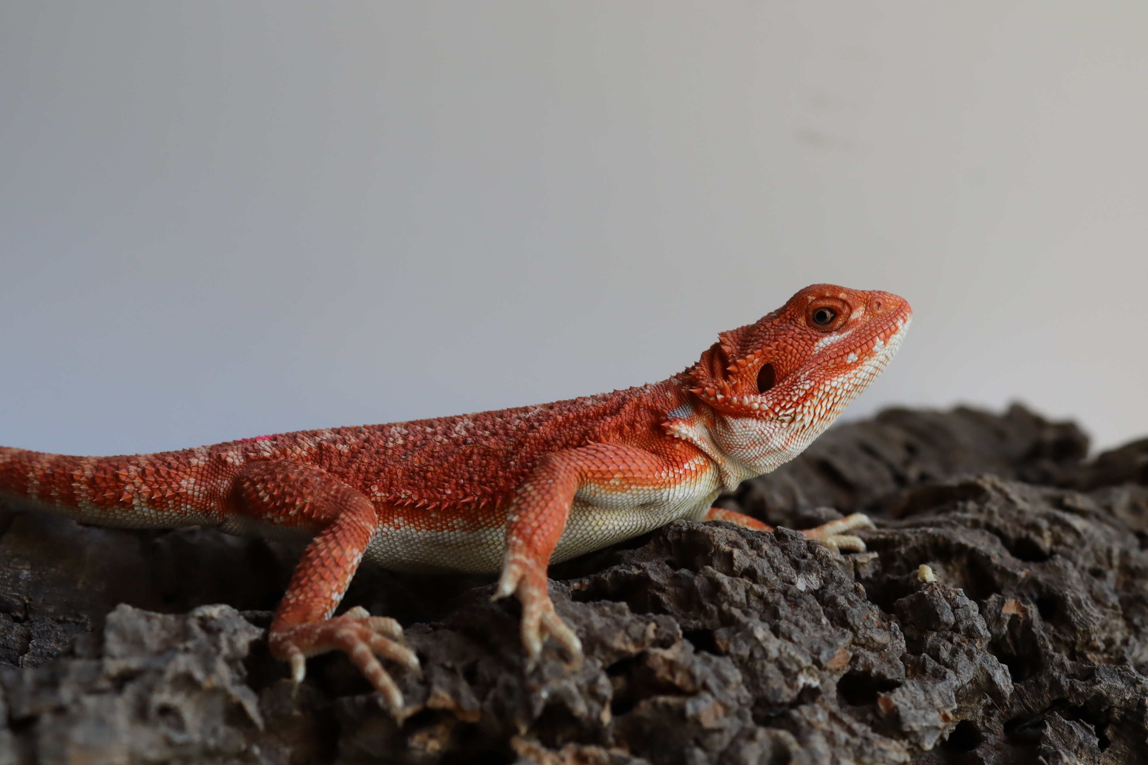29. Male Hypo Het Trans Red Monster/Belgium Red