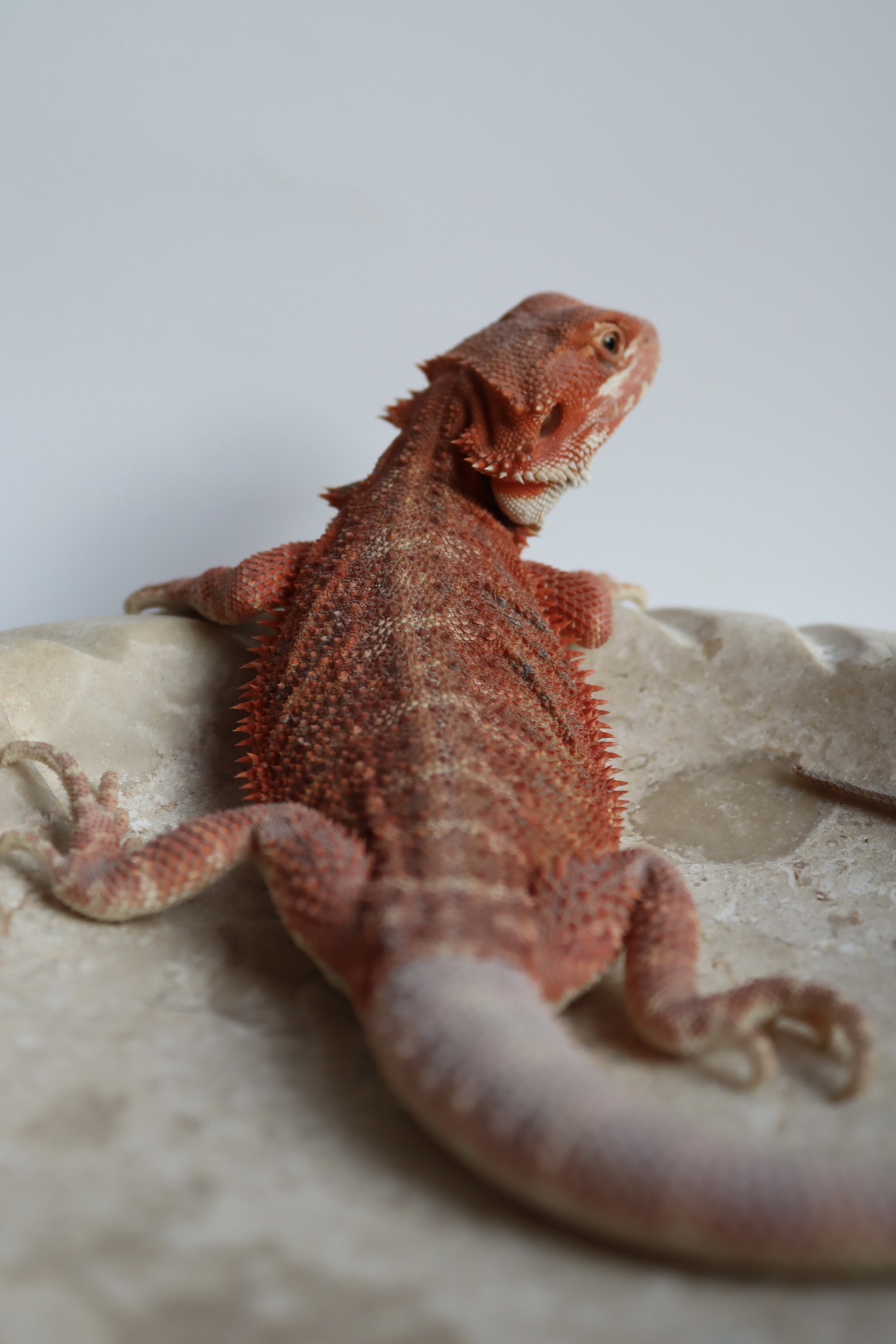 17. Male Hypo Het Trans Red Monster/Belgium Red