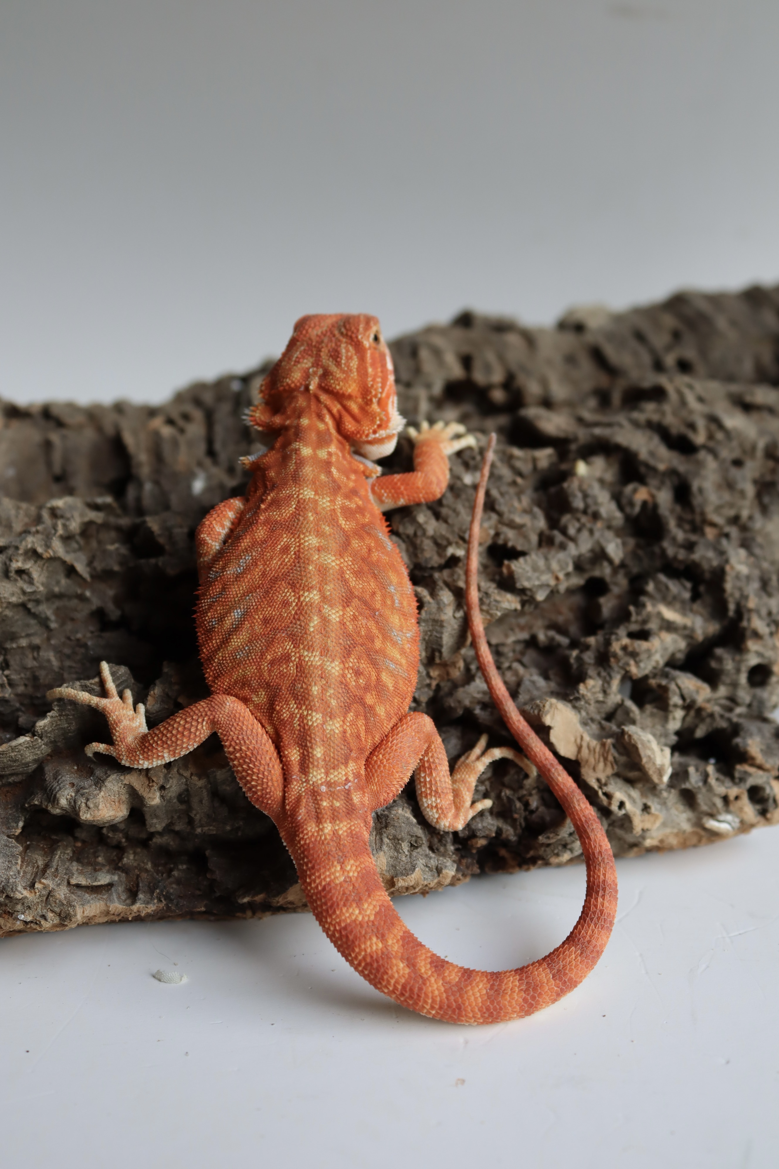 8. Male Hypo Het Trans Leatherback Red Monster