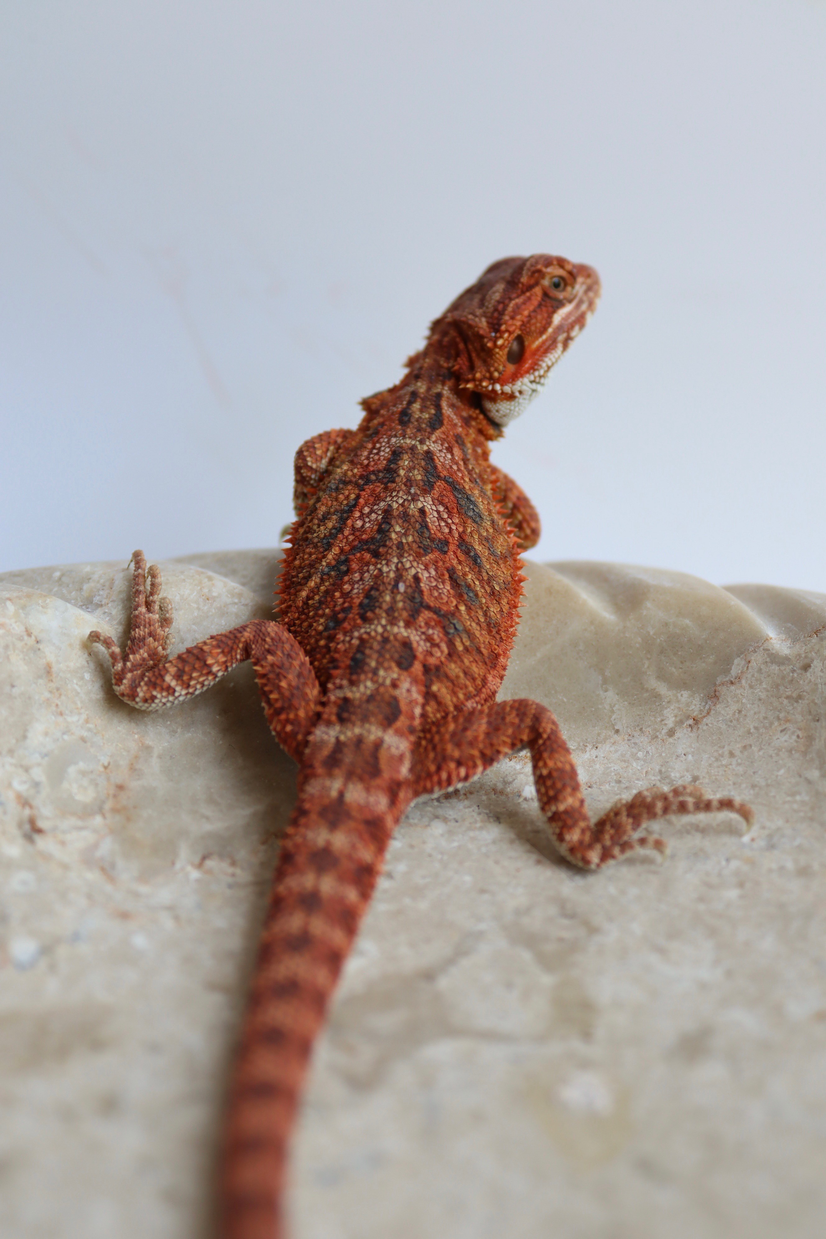 26. Male Hypo Het Trans Red Monster/Belgium Red