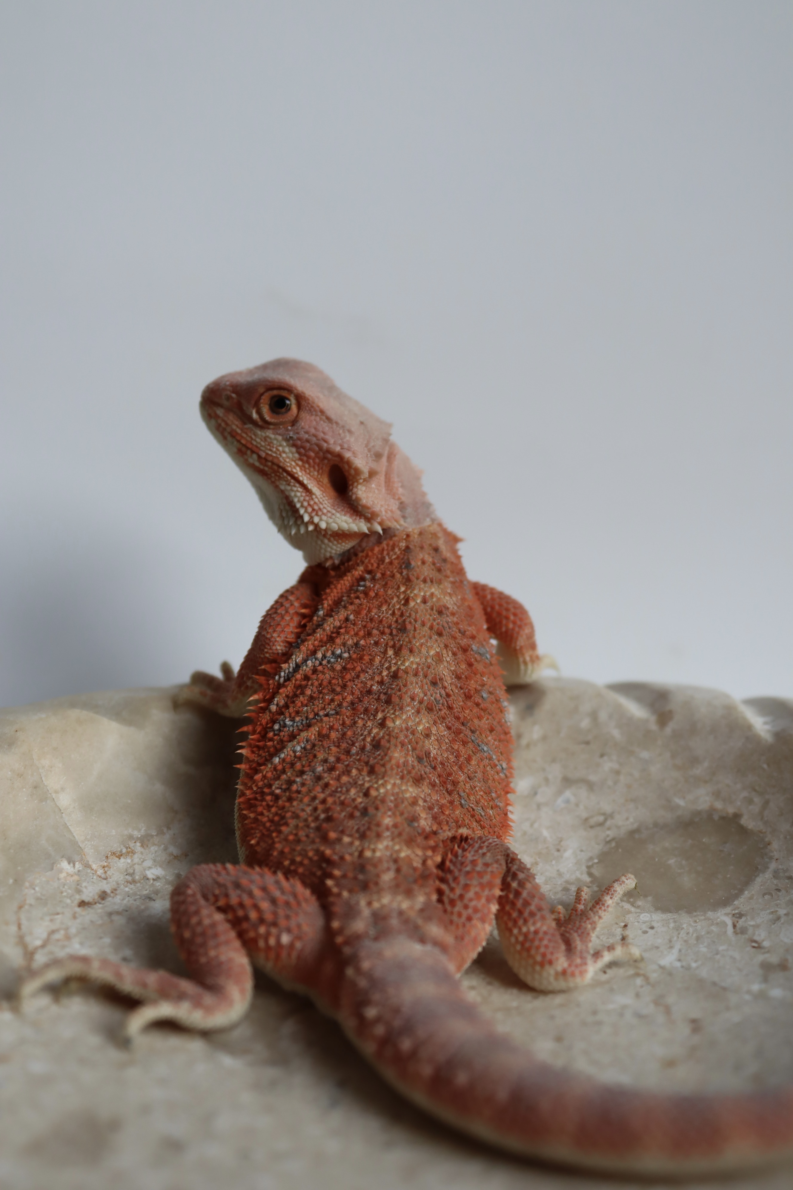 19. Male Hypo Het Trans Red Monster/Belgium Red