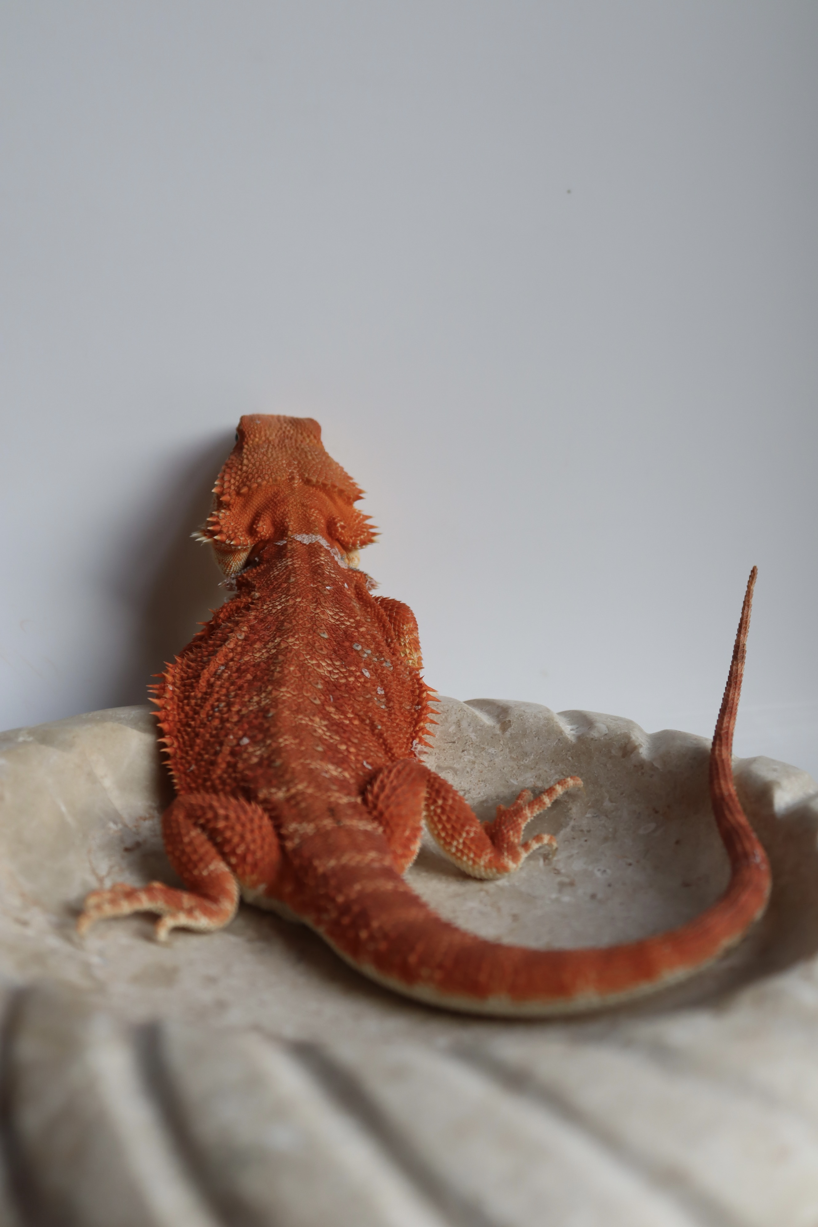 22. Male Hypo Het Trans Red Monster/Belgium Red