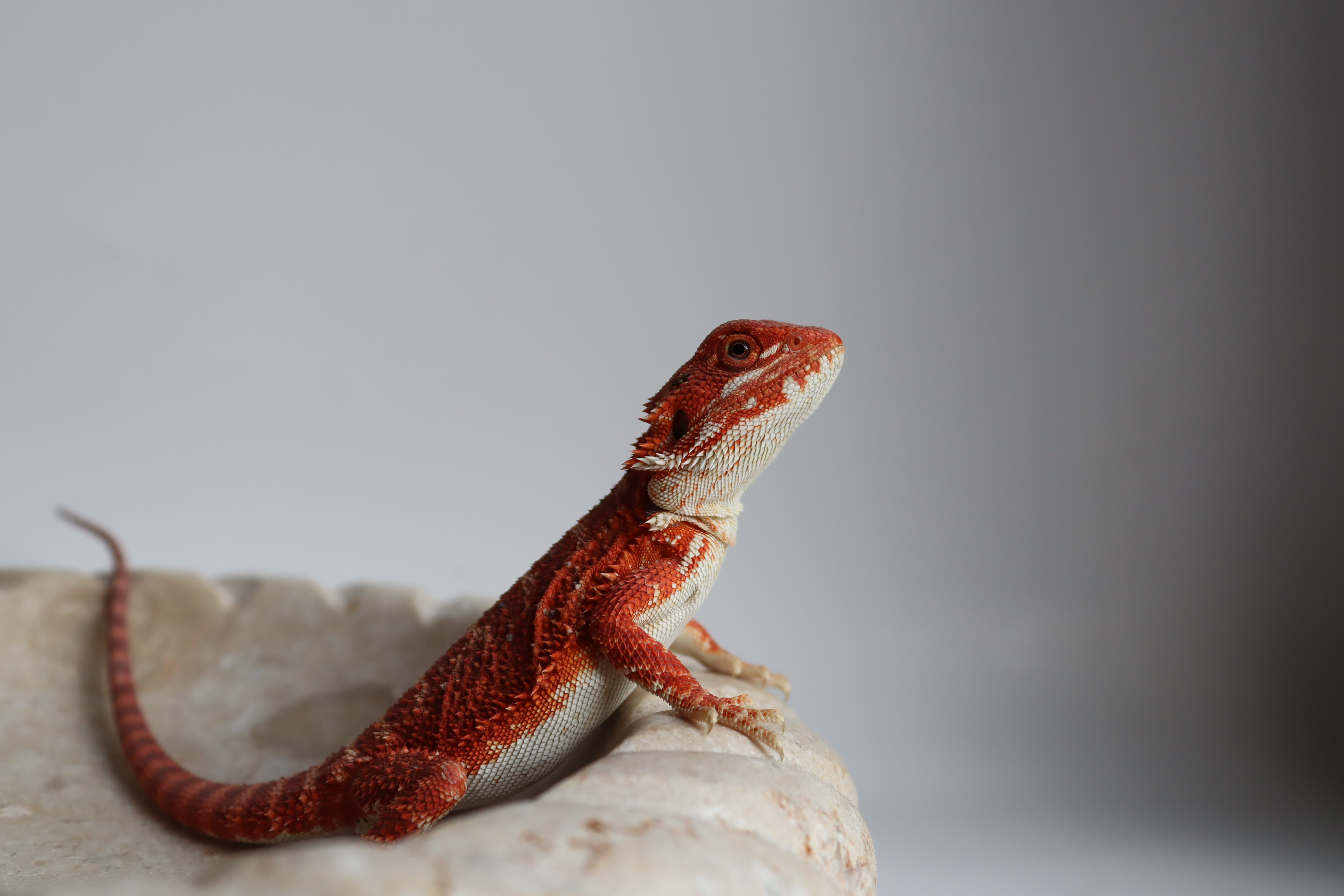 18. Male Hypo Het Trans Red Monster/Belgium Red