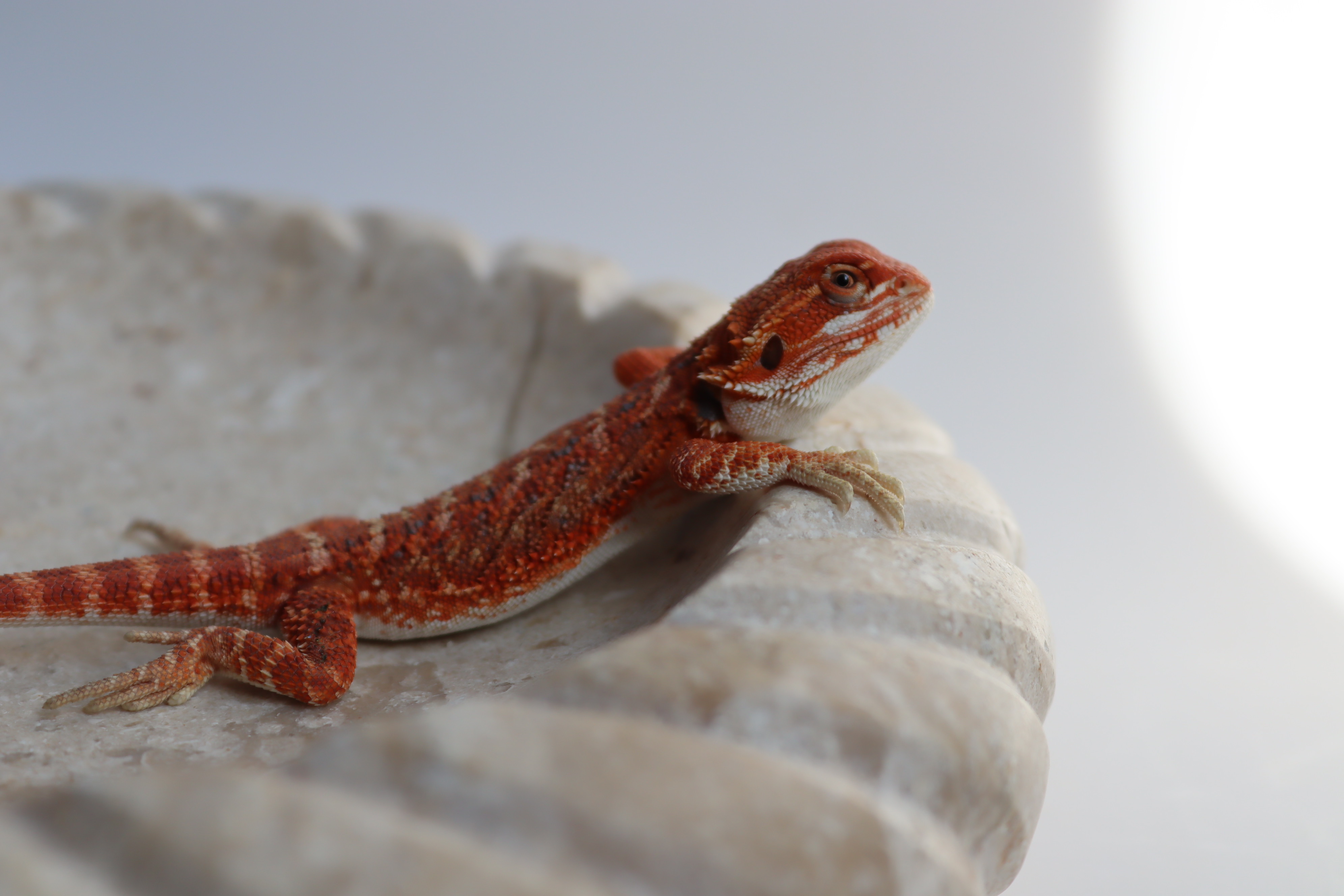 27. Male Hypo Het Trans Red Monster/Belgium Red