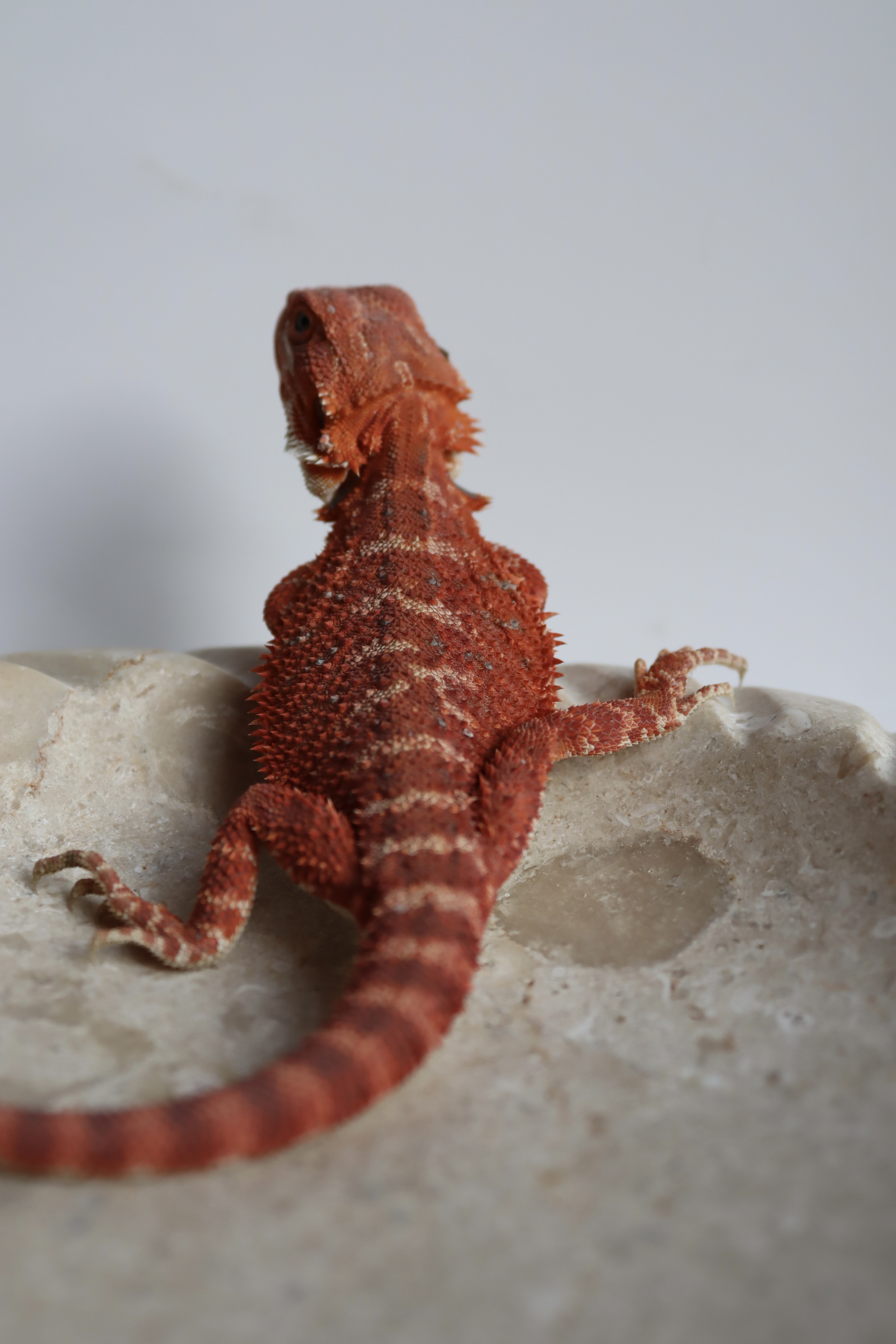 18. Male Hypo Het Trans Red Monster/Belgium Red