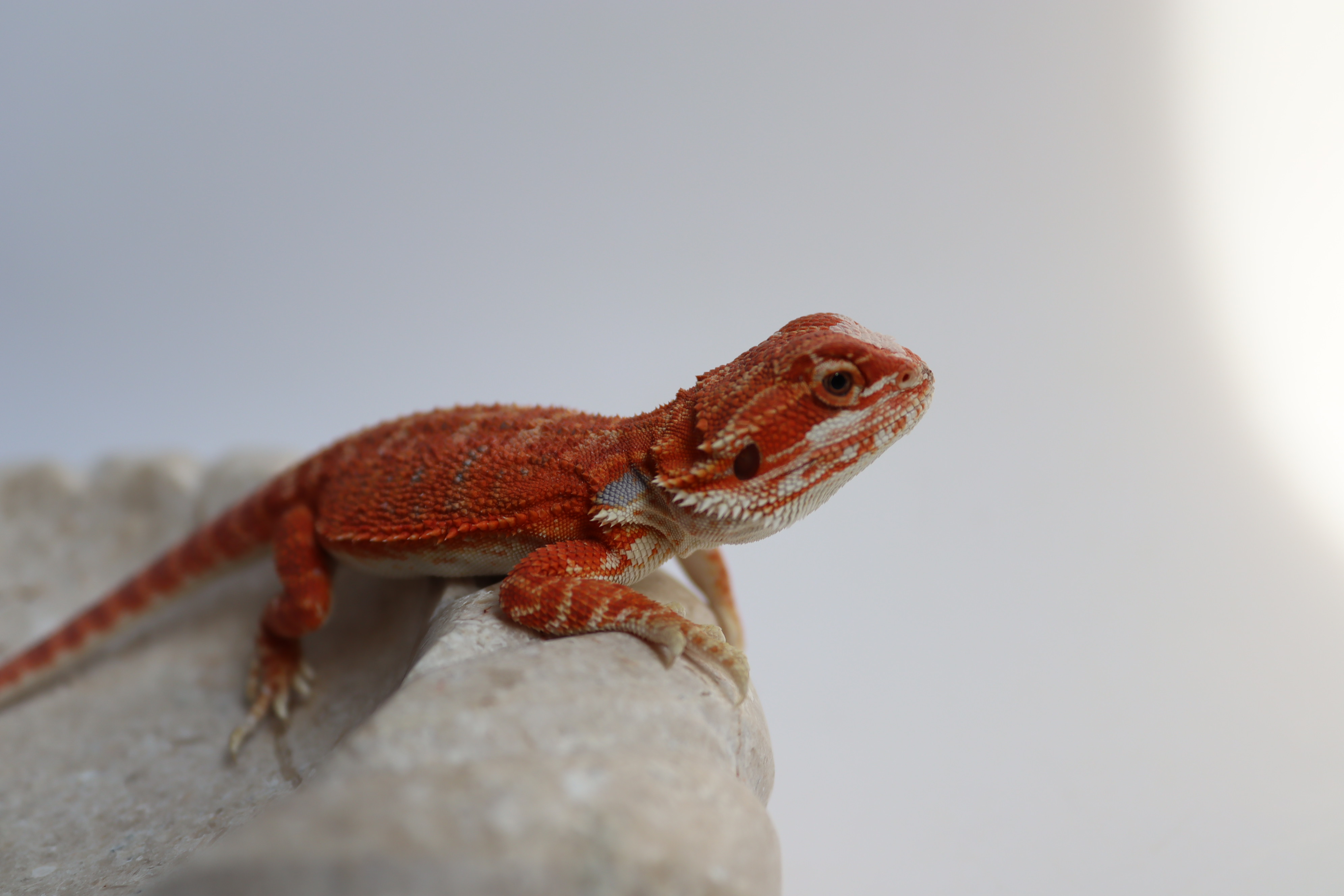 28. Female Hypo Het Trans Red Monster