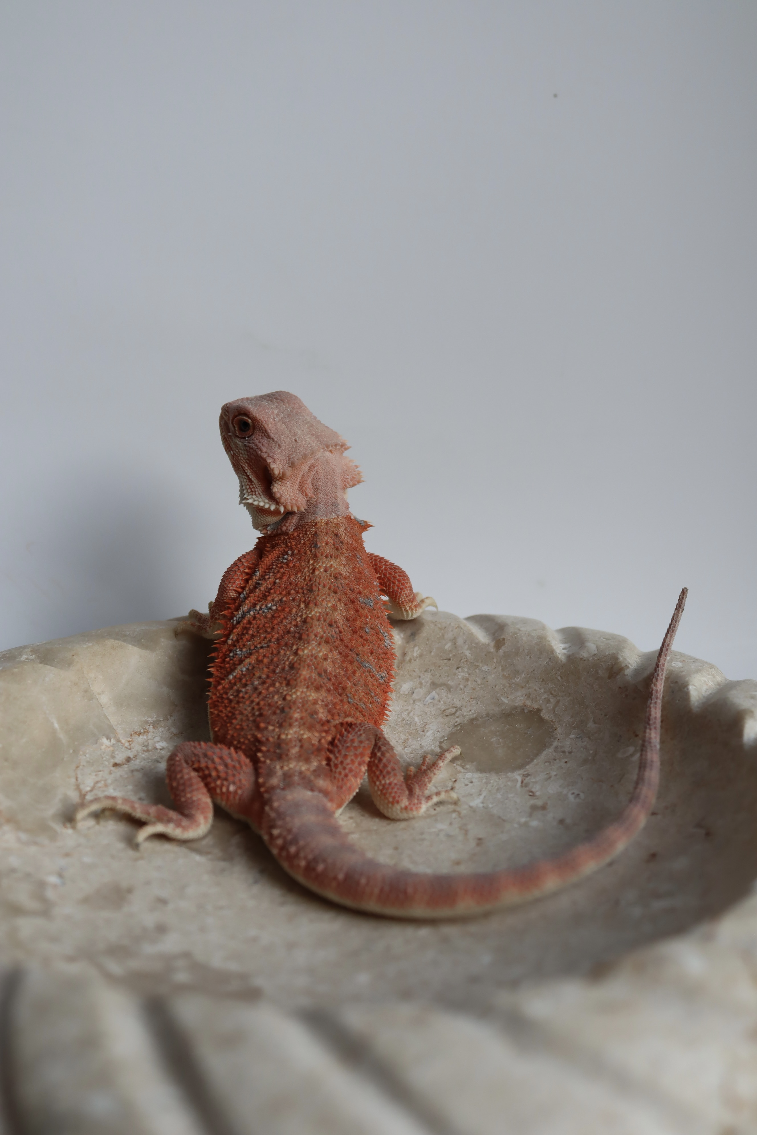 19. Male Hypo Het Trans Red Monster/Belgium Red
