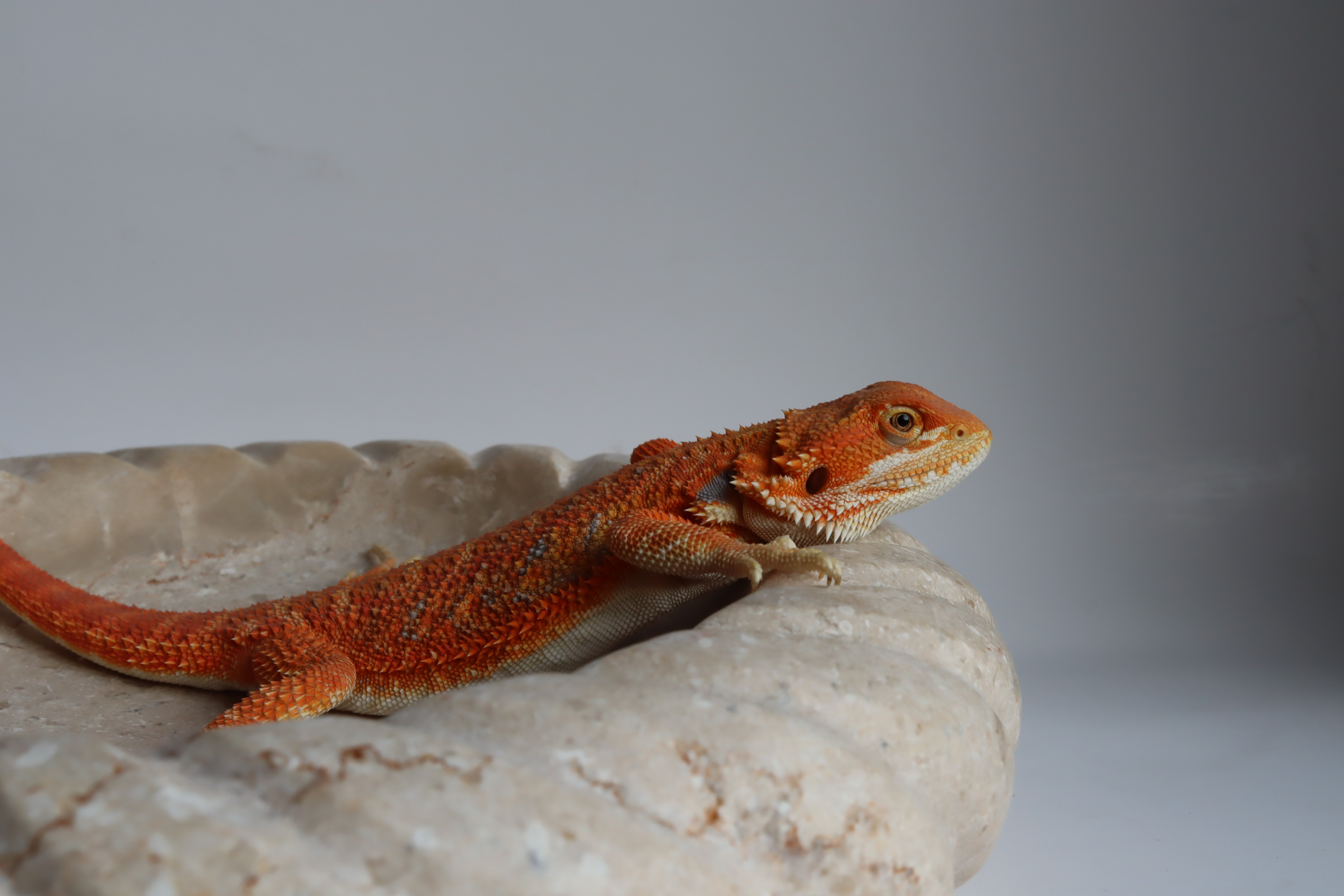 5. Male Hypo Het Trans Citrus/Belgium Red