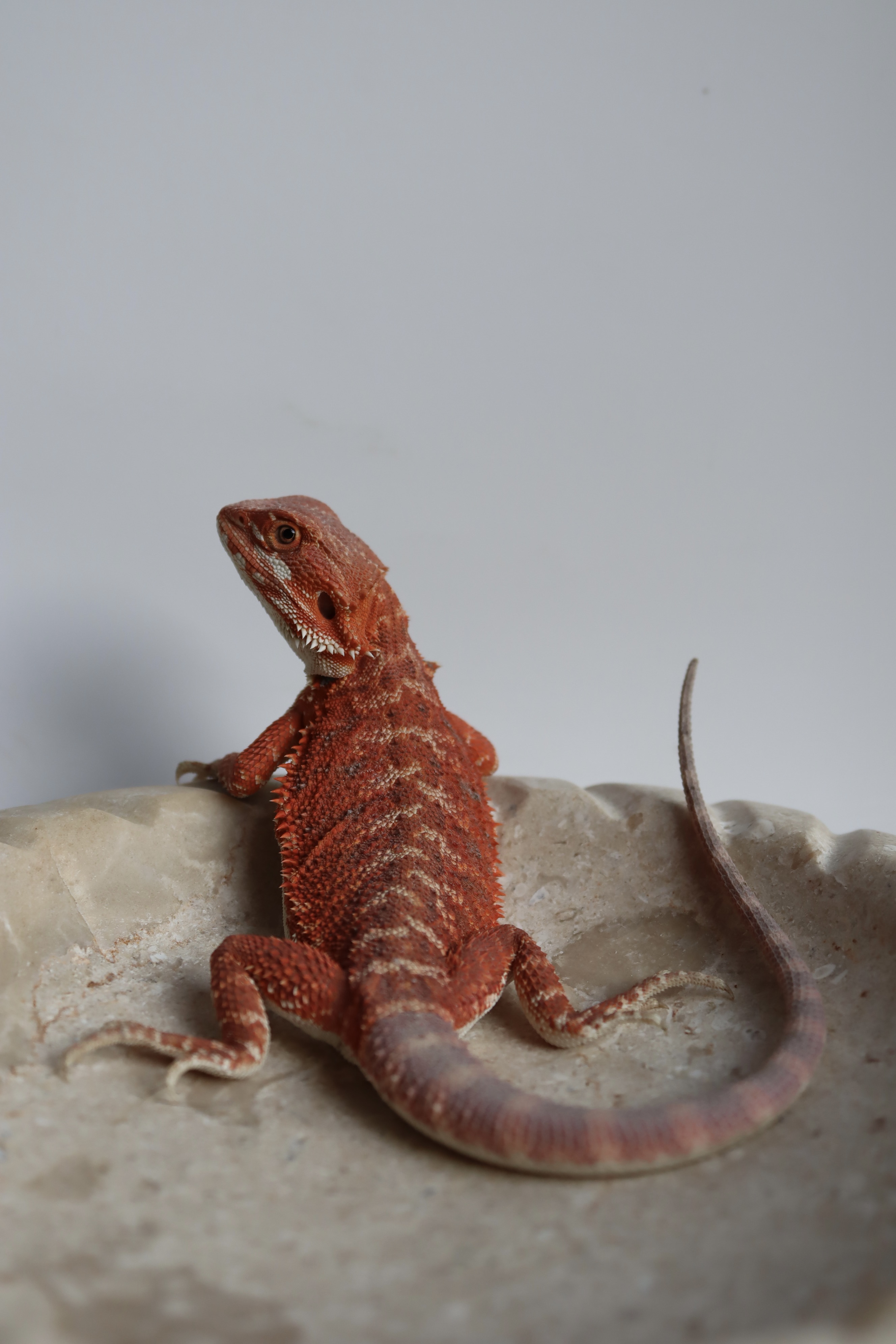 16. Male Hypo Het Trans Red Monster/Belgium Red