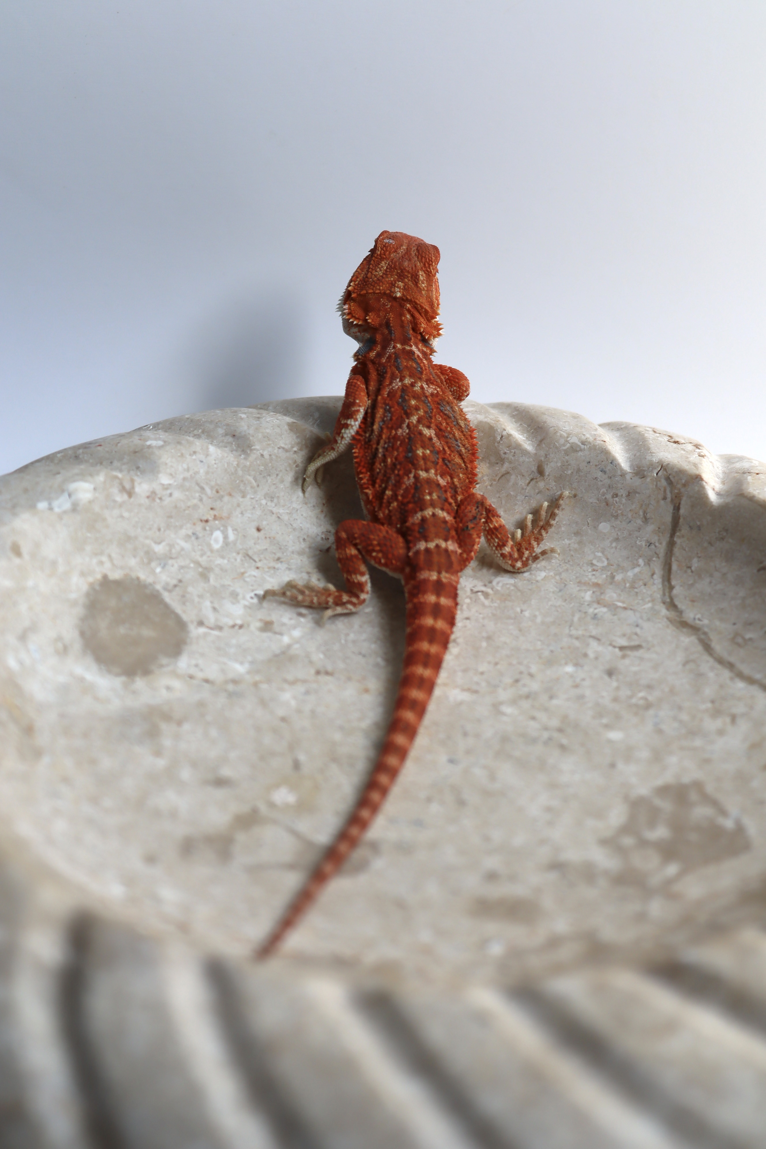 27. Male Hypo Het Trans Red Monster/Belgium Red