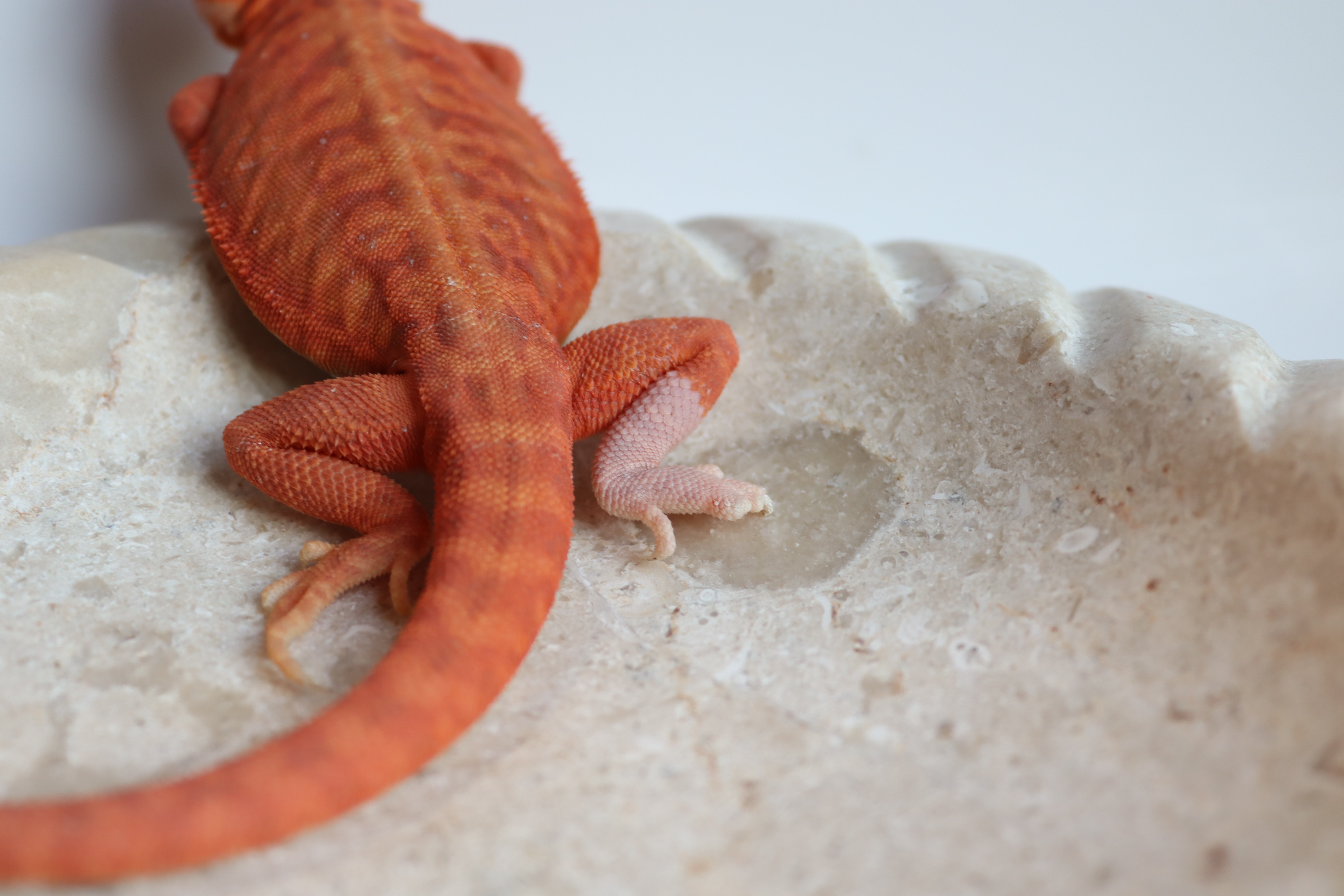 24. Male Hypo Het Trans Leatherback Red Monster/Belgium Red *Nipped Toes*