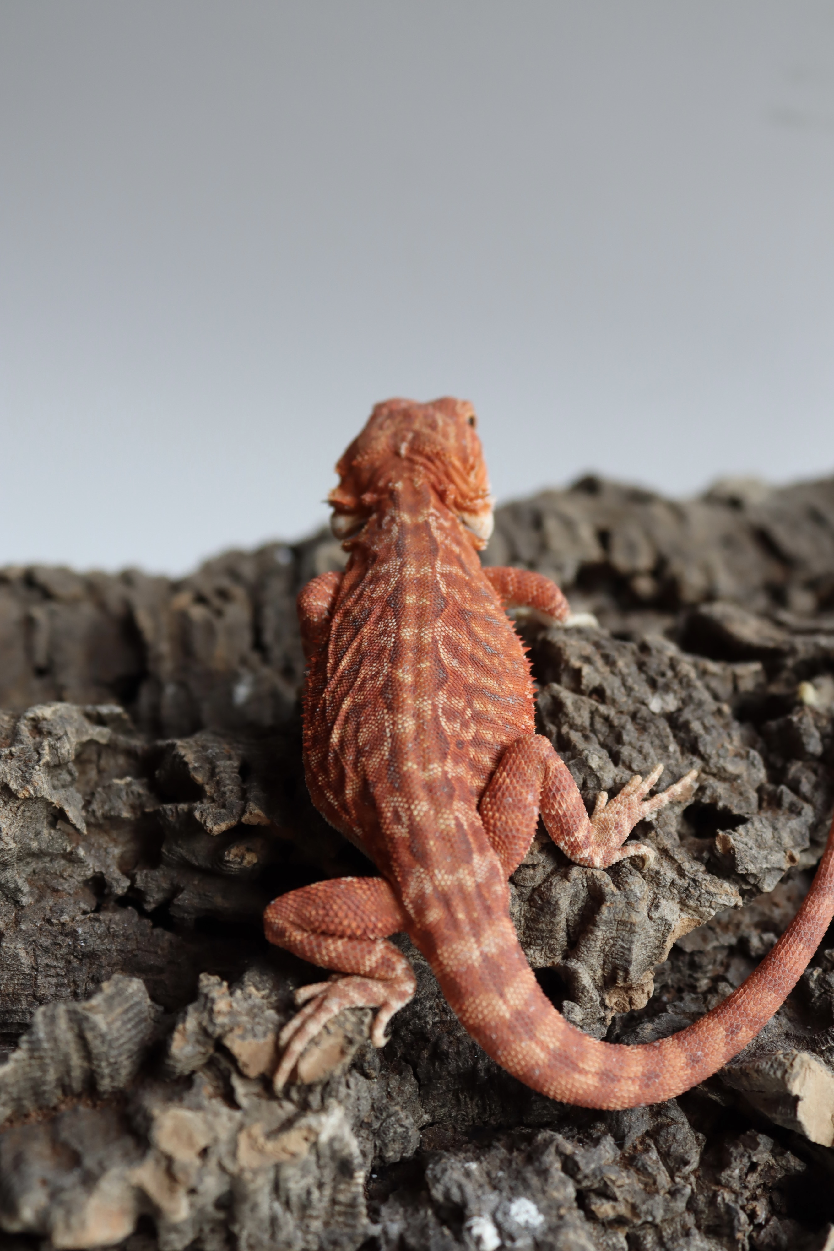 6. Male Hypo Het Trans Leatherback Red Monster