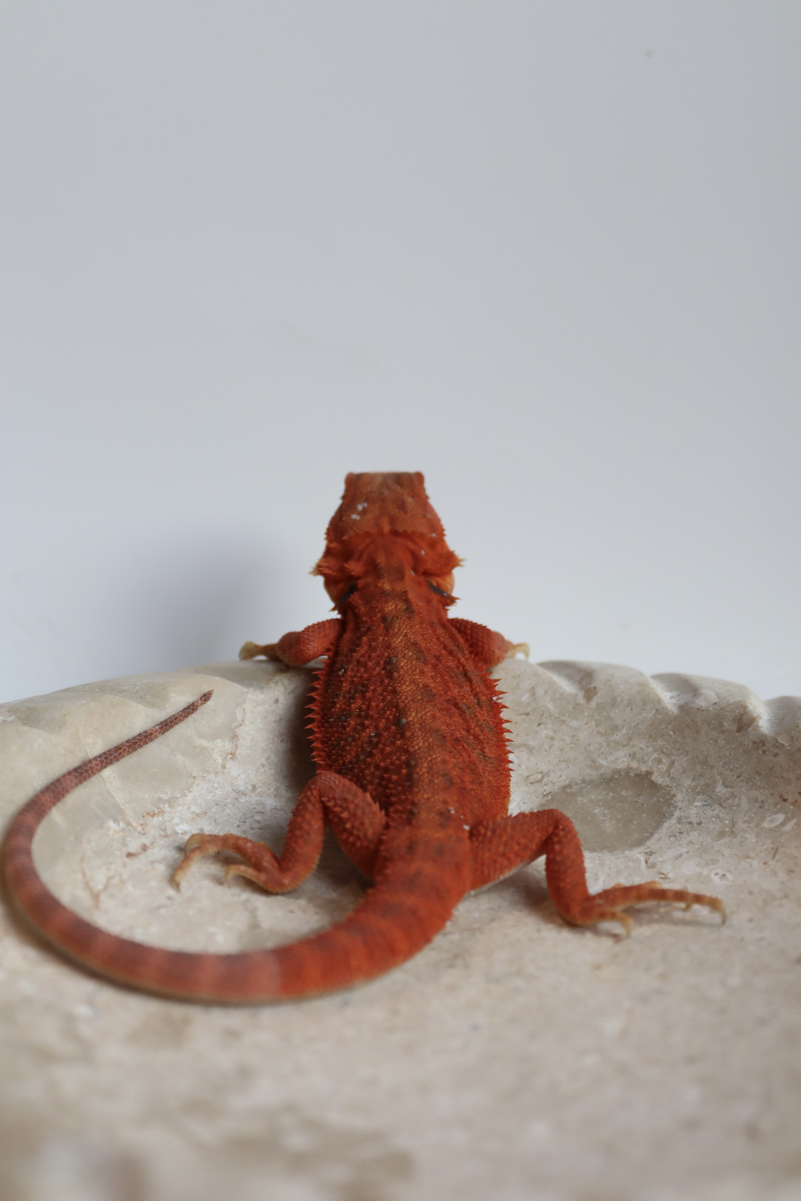 23. Probable Female Hypo Trans Red Monster/Belgium Red