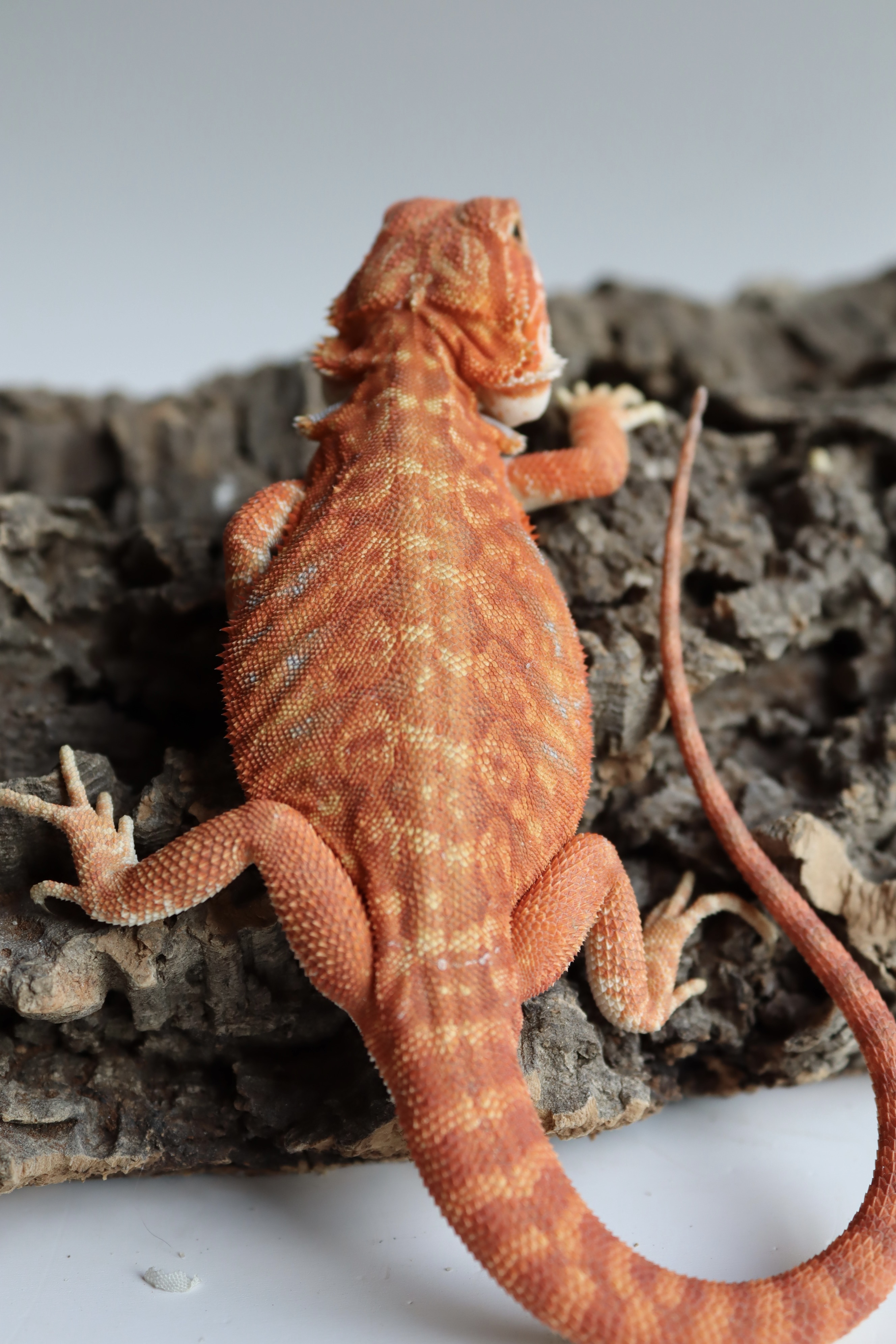 8. Male Hypo Het Trans Leatherback Red Monster