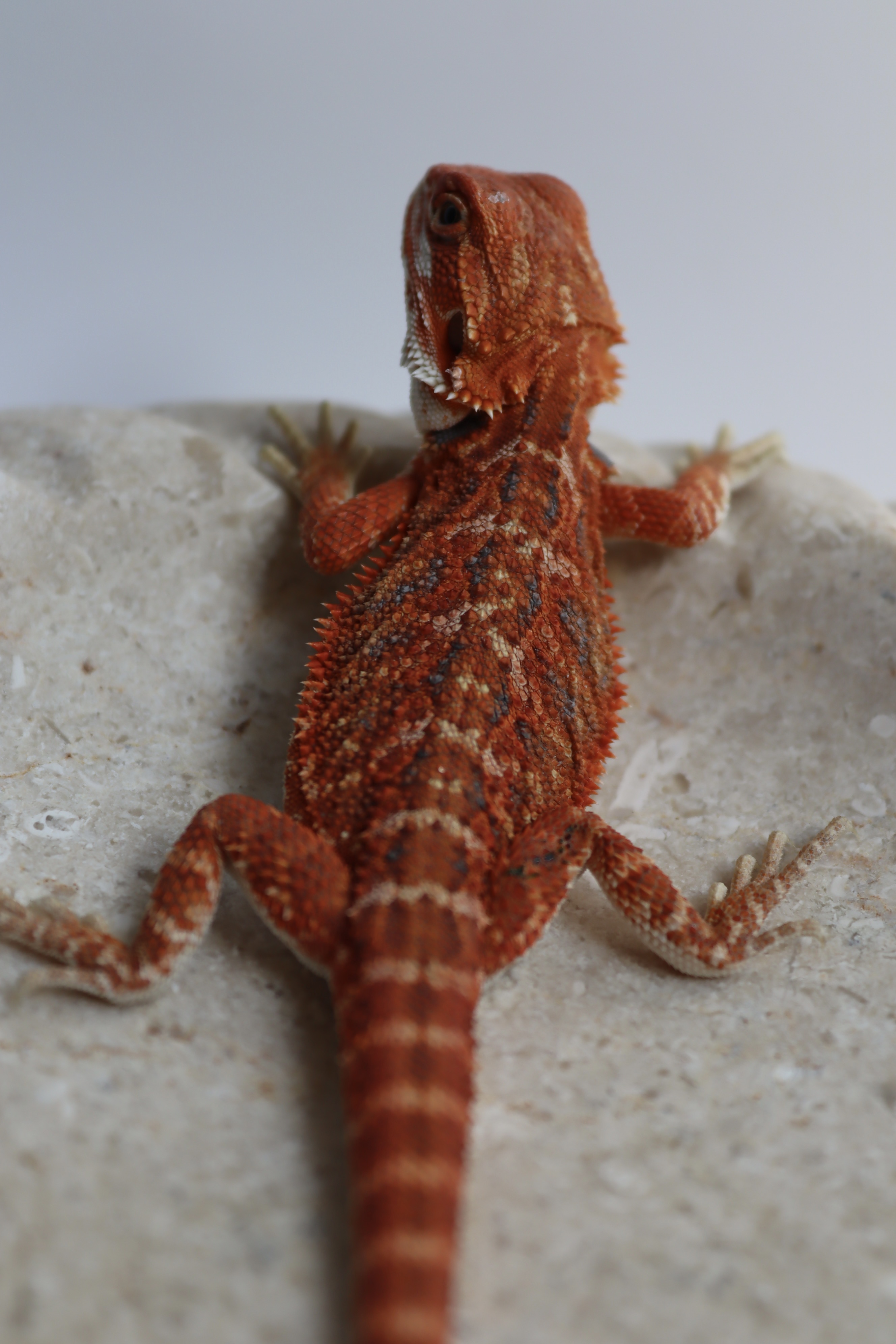 27. Male Hypo Het Trans Red Monster/Belgium Red