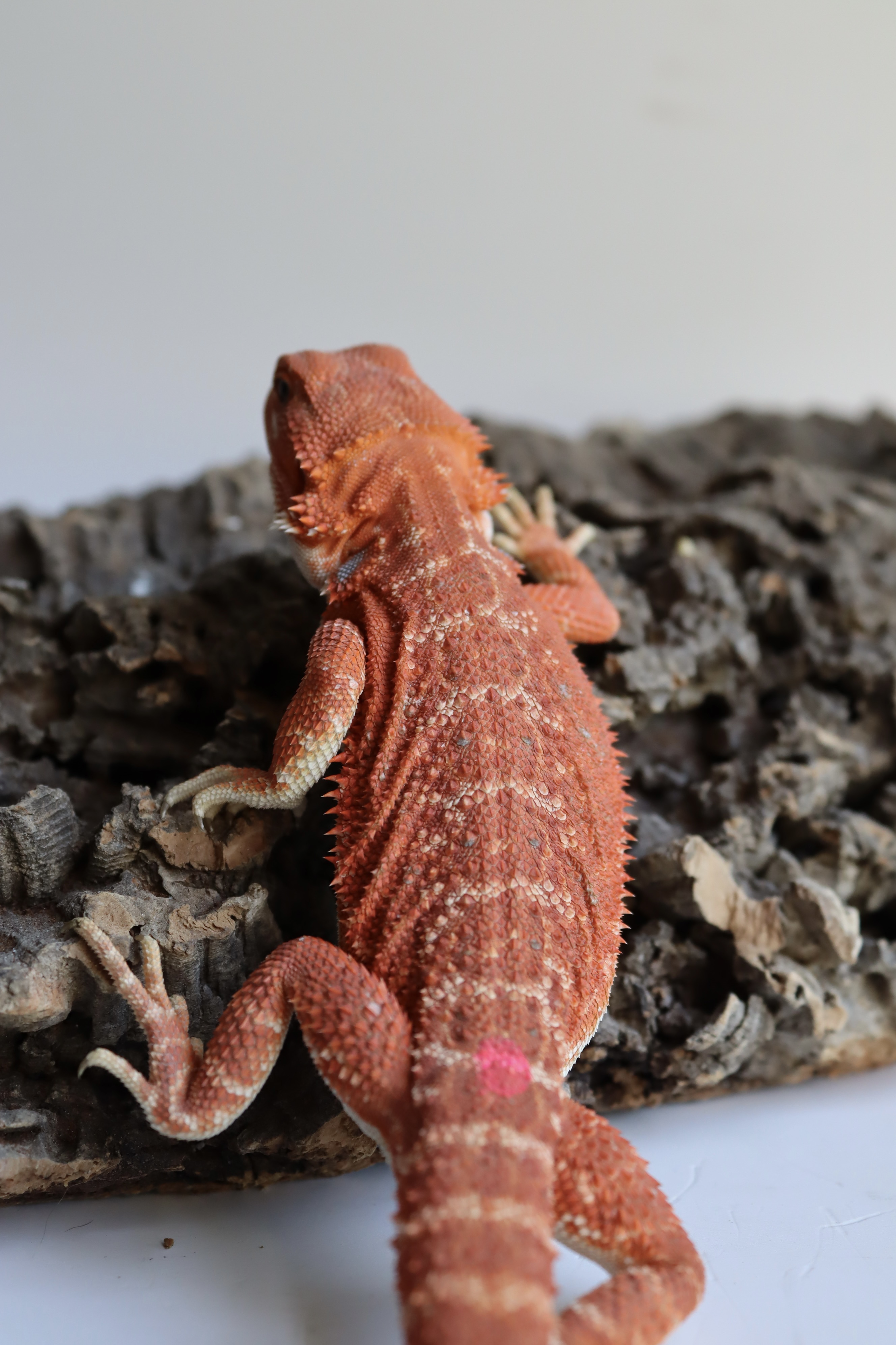 29. Male Hypo Het Trans Red Monster/Belgium Red