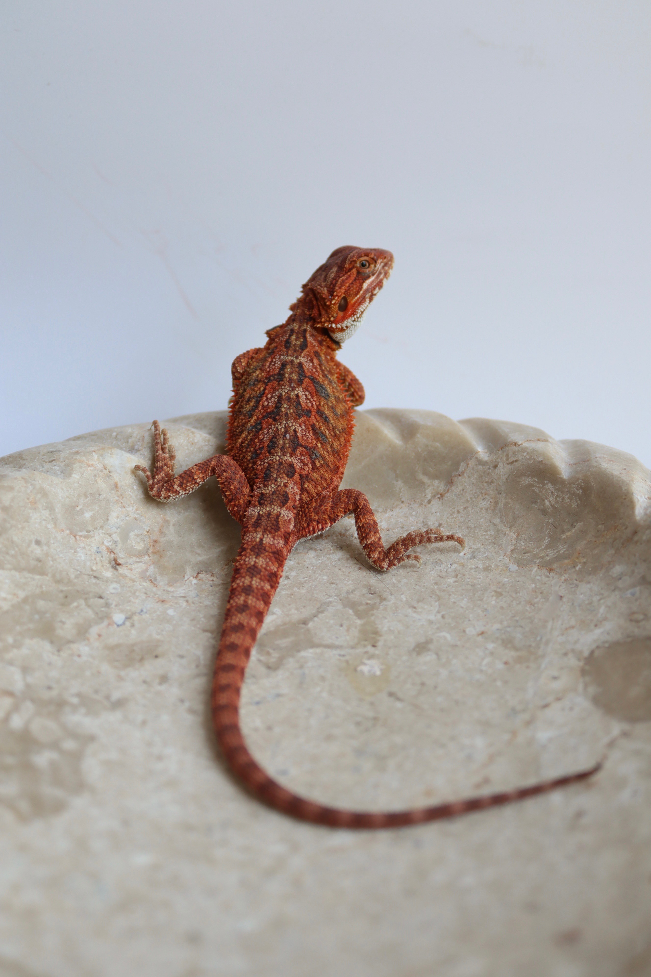 26. Male Hypo Het Trans Red Monster/Belgium Red
