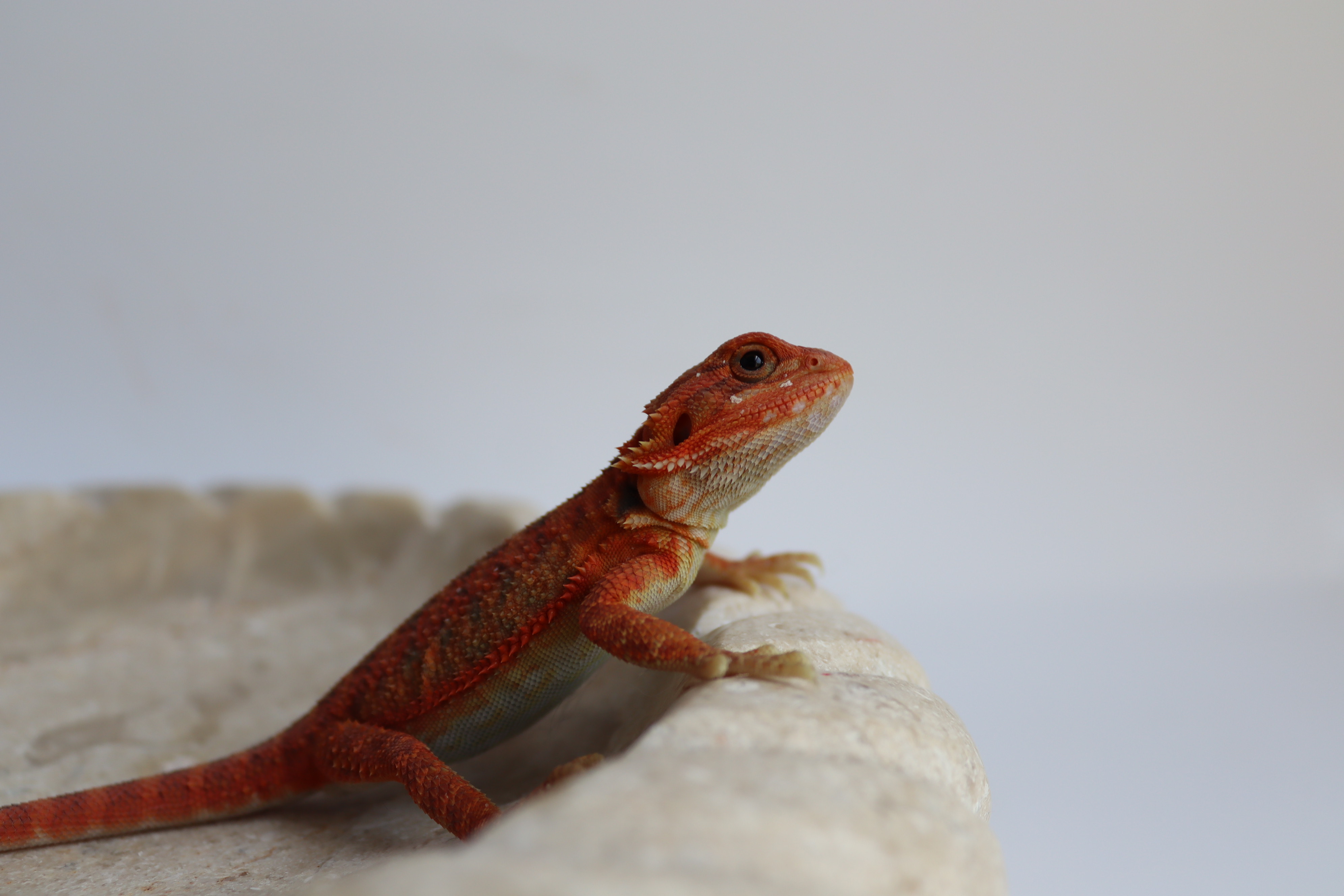 30. Male Hypo Trans Red Monster/Belgium Red