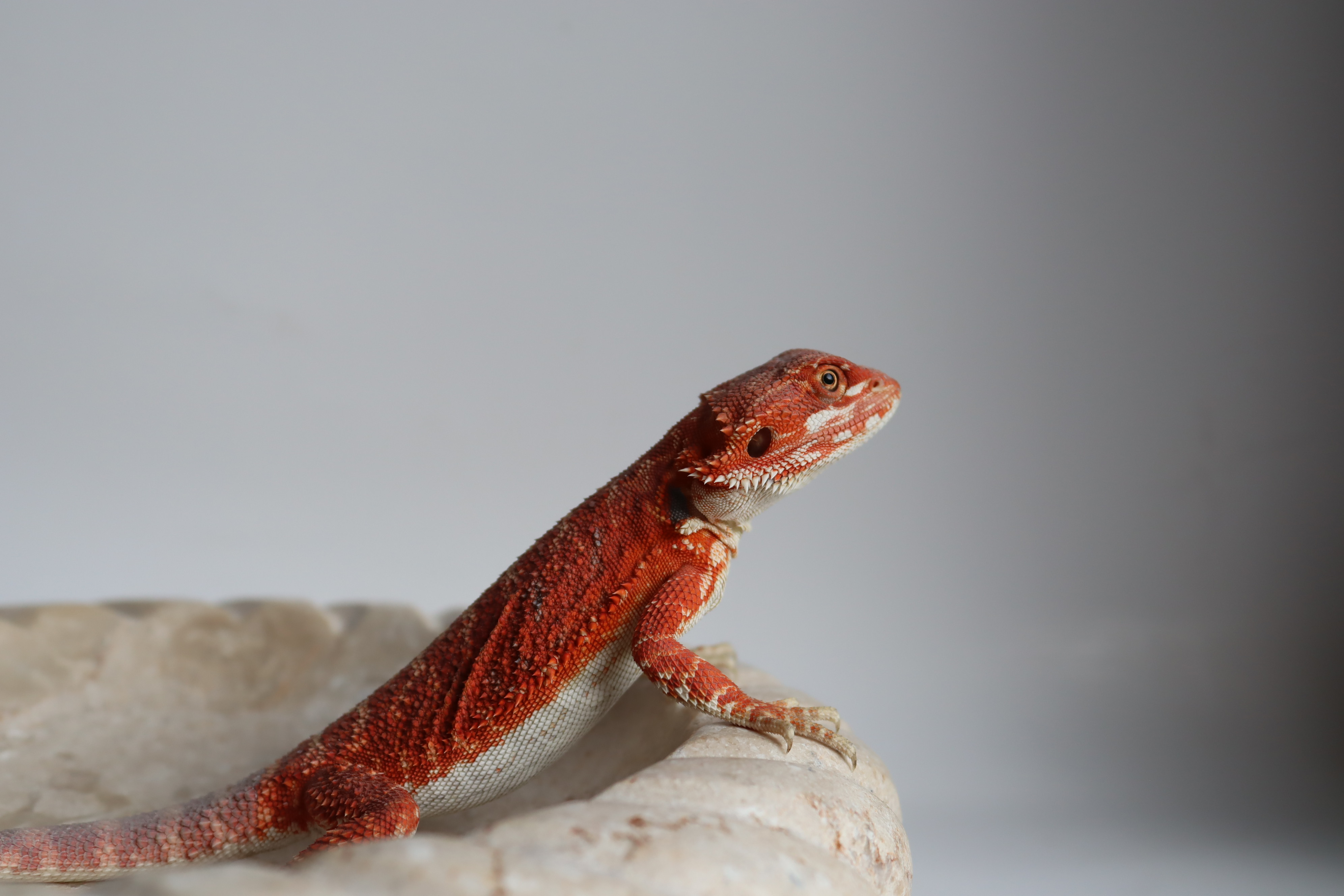 16. Male Hypo Het Trans Red Monster/Belgium Red