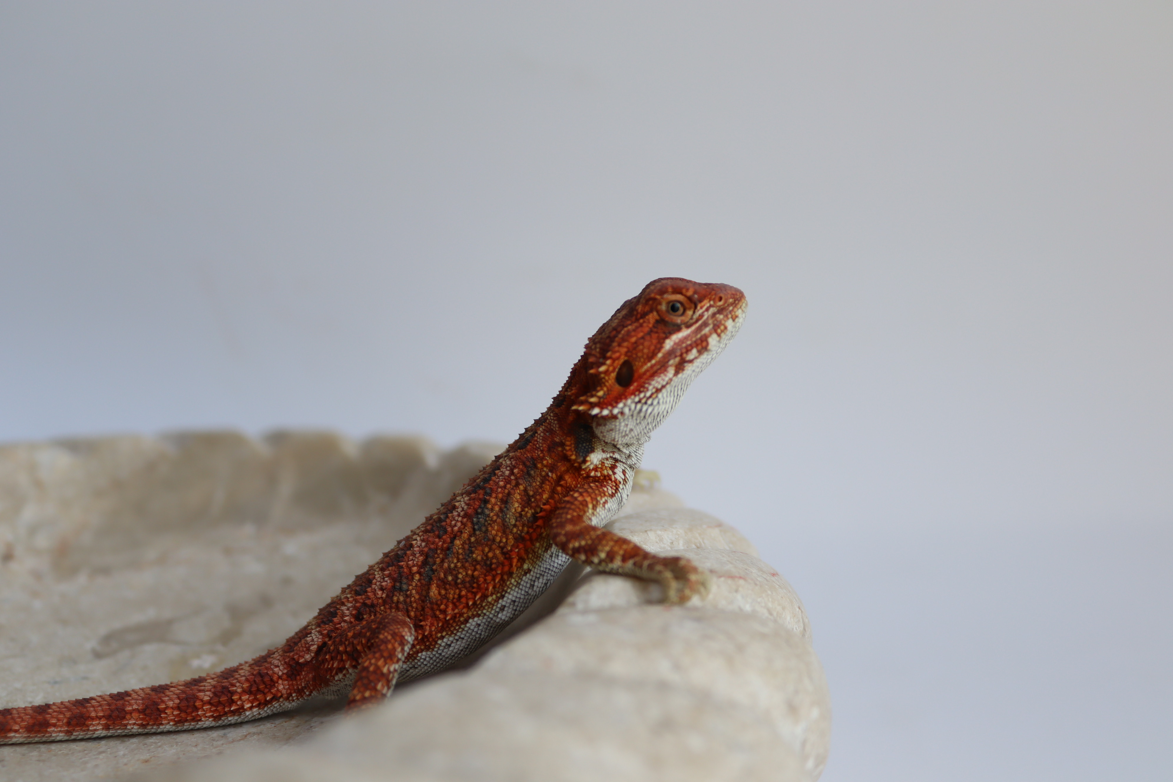 26. Male Hypo Het Trans Red Monster/Belgium Red