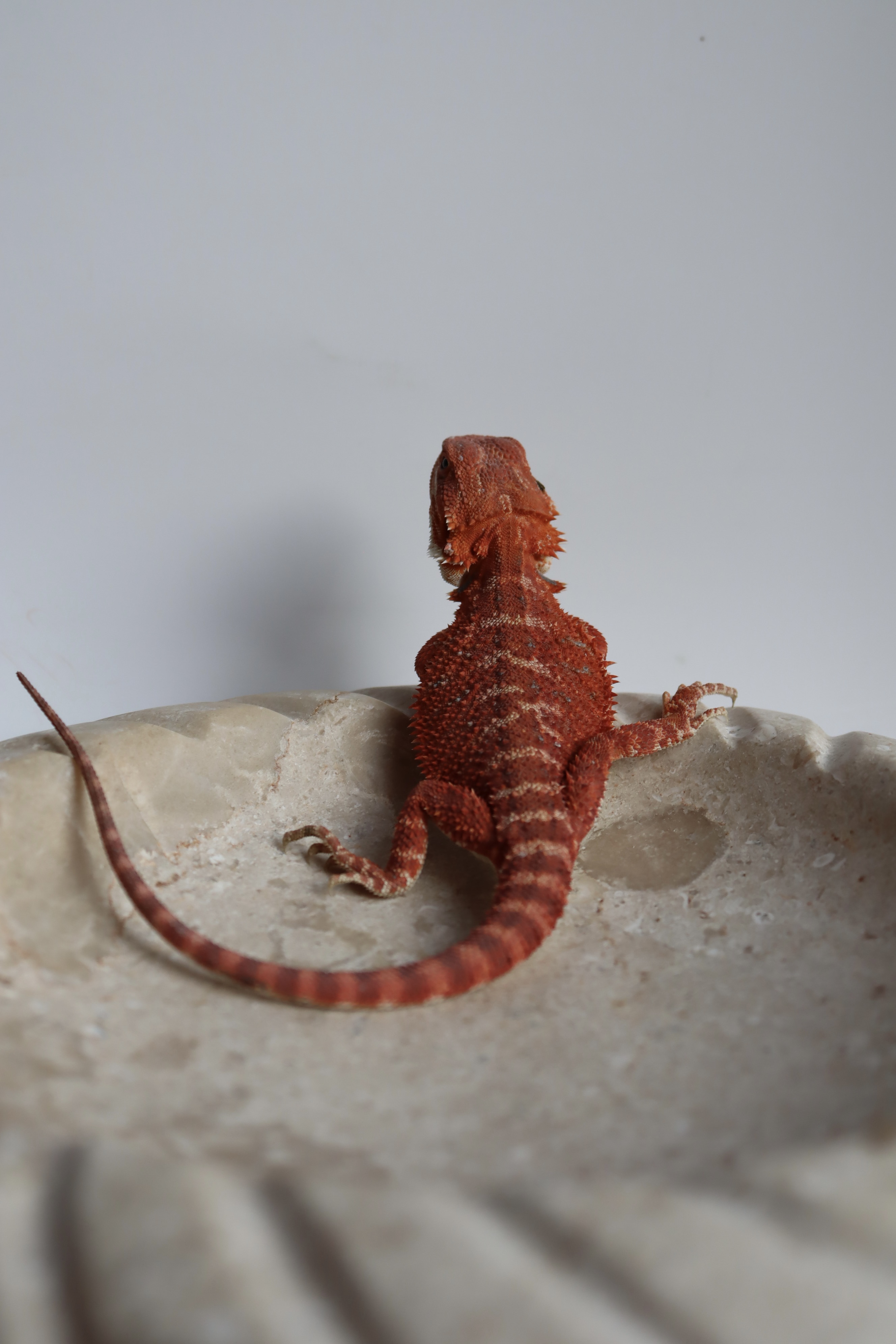 18. Male Hypo Het Trans Red Monster/Belgium Red