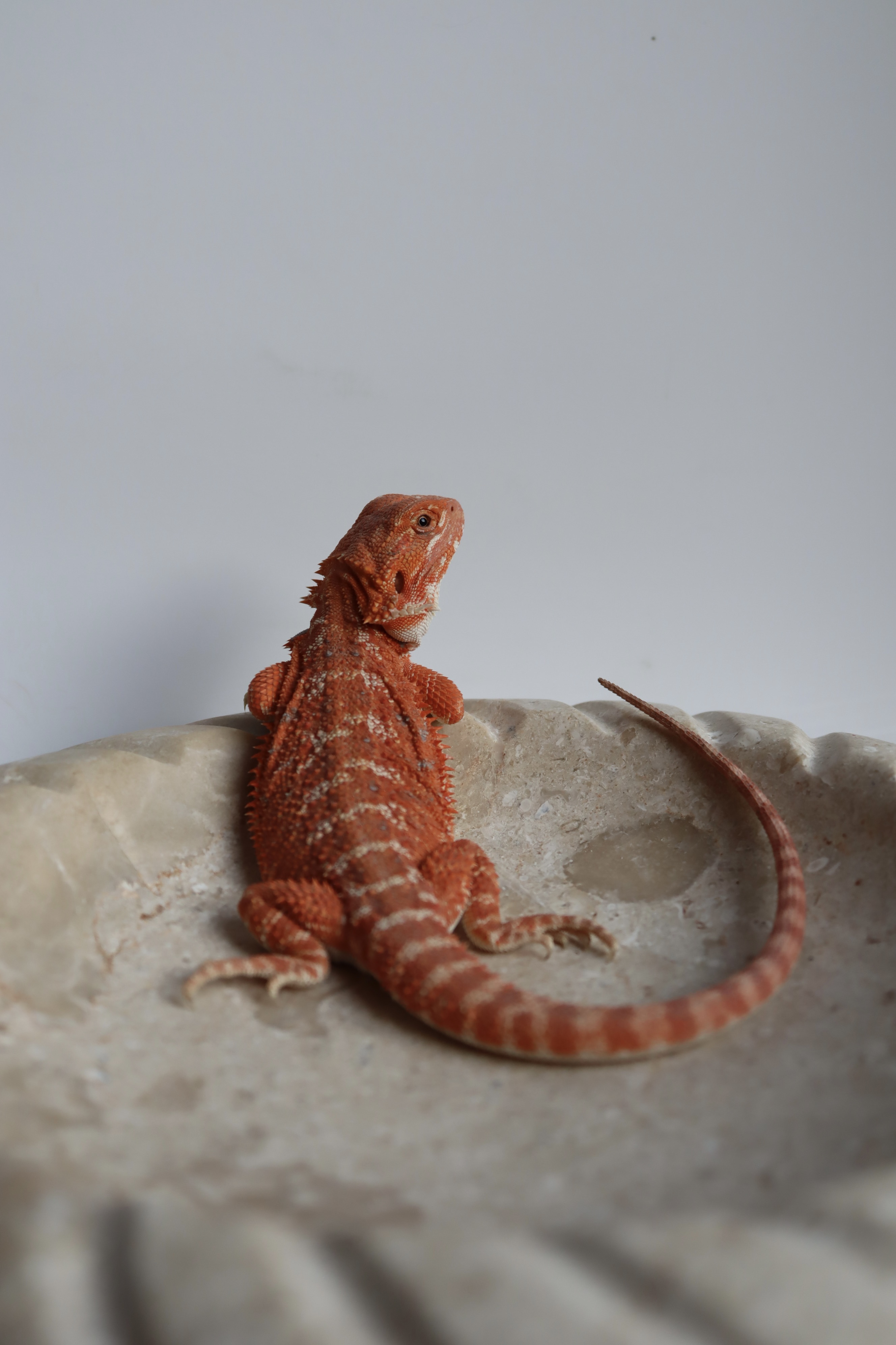 20. Male Hypo Het Trans Red Monster/Belgium Red