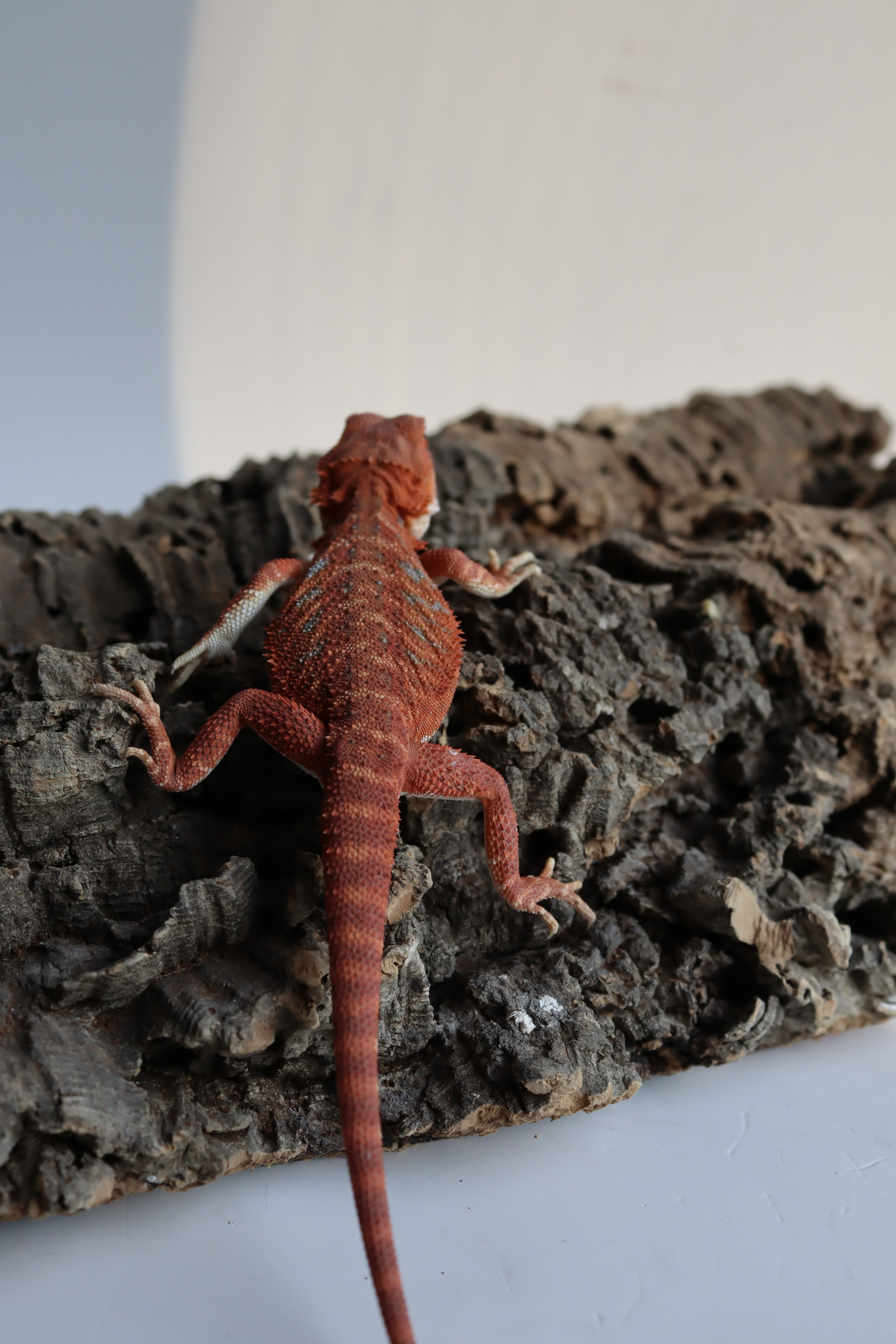 2. Male Hypo Het Trans Red Monster Blue Bar