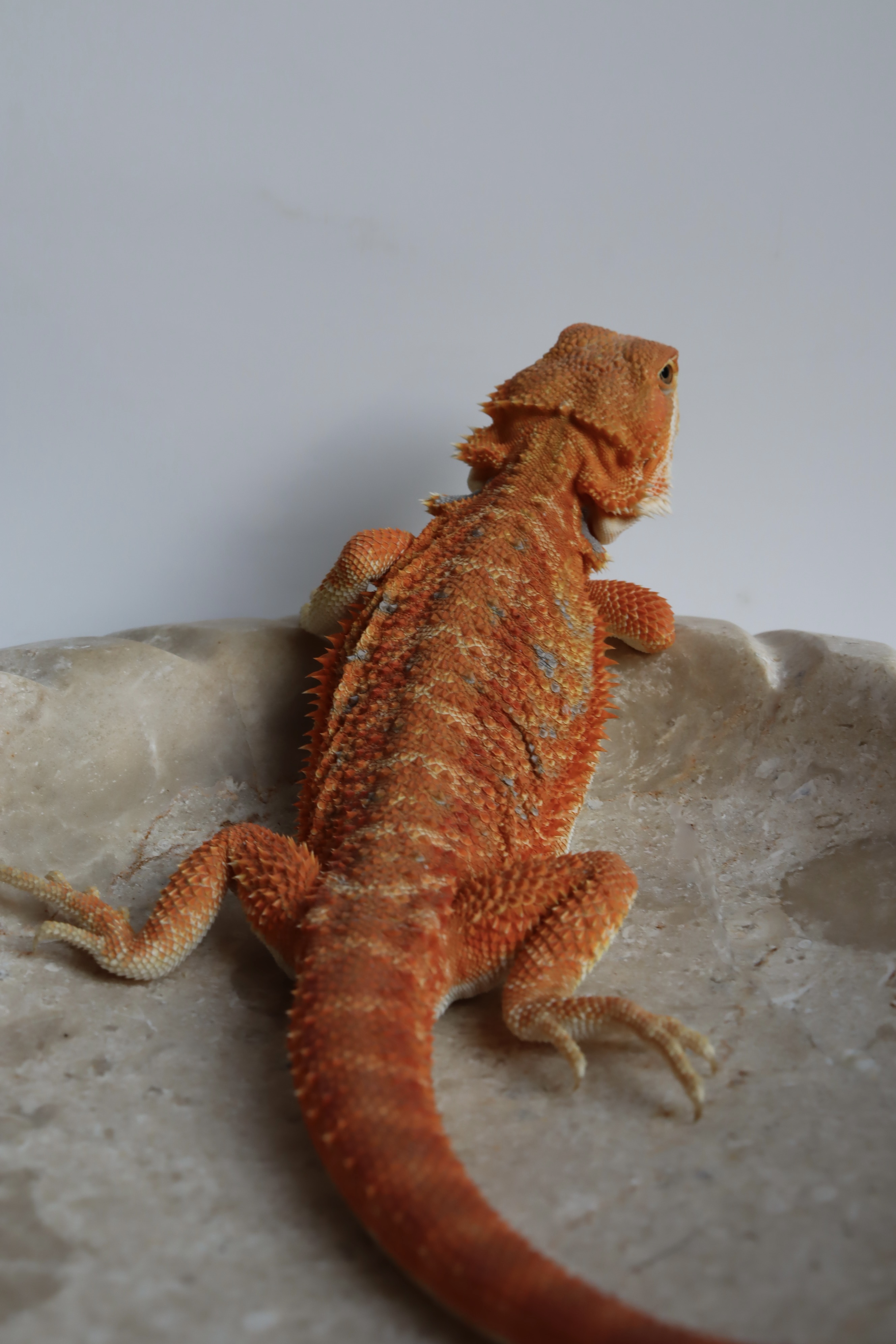 5. Male Hypo Het Trans Citrus/Belgium Red