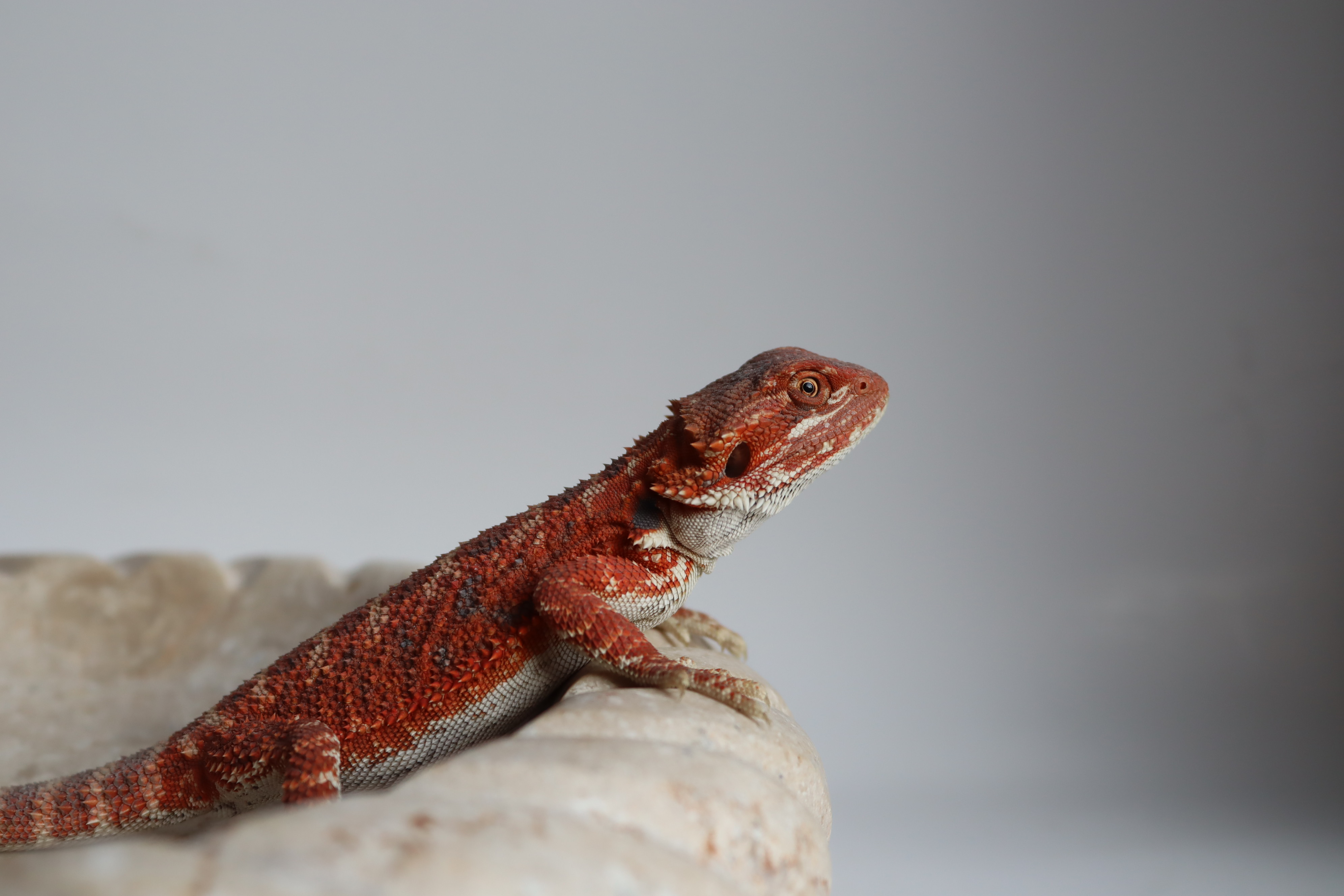 21. Male Hypo Het Trans Red Monster/Belgium Red