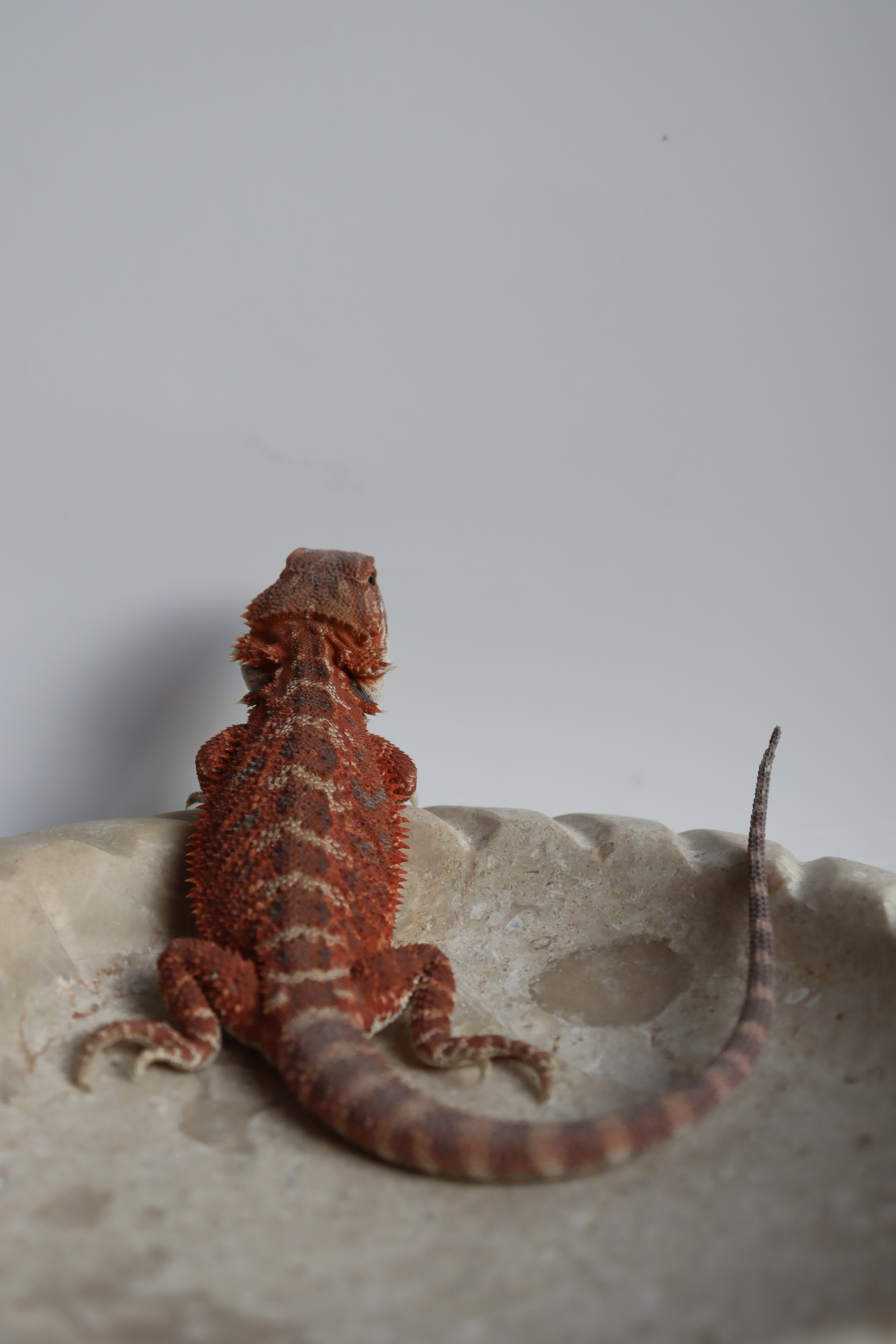 21. Male Hypo Het Trans Red Monster/Belgium Red