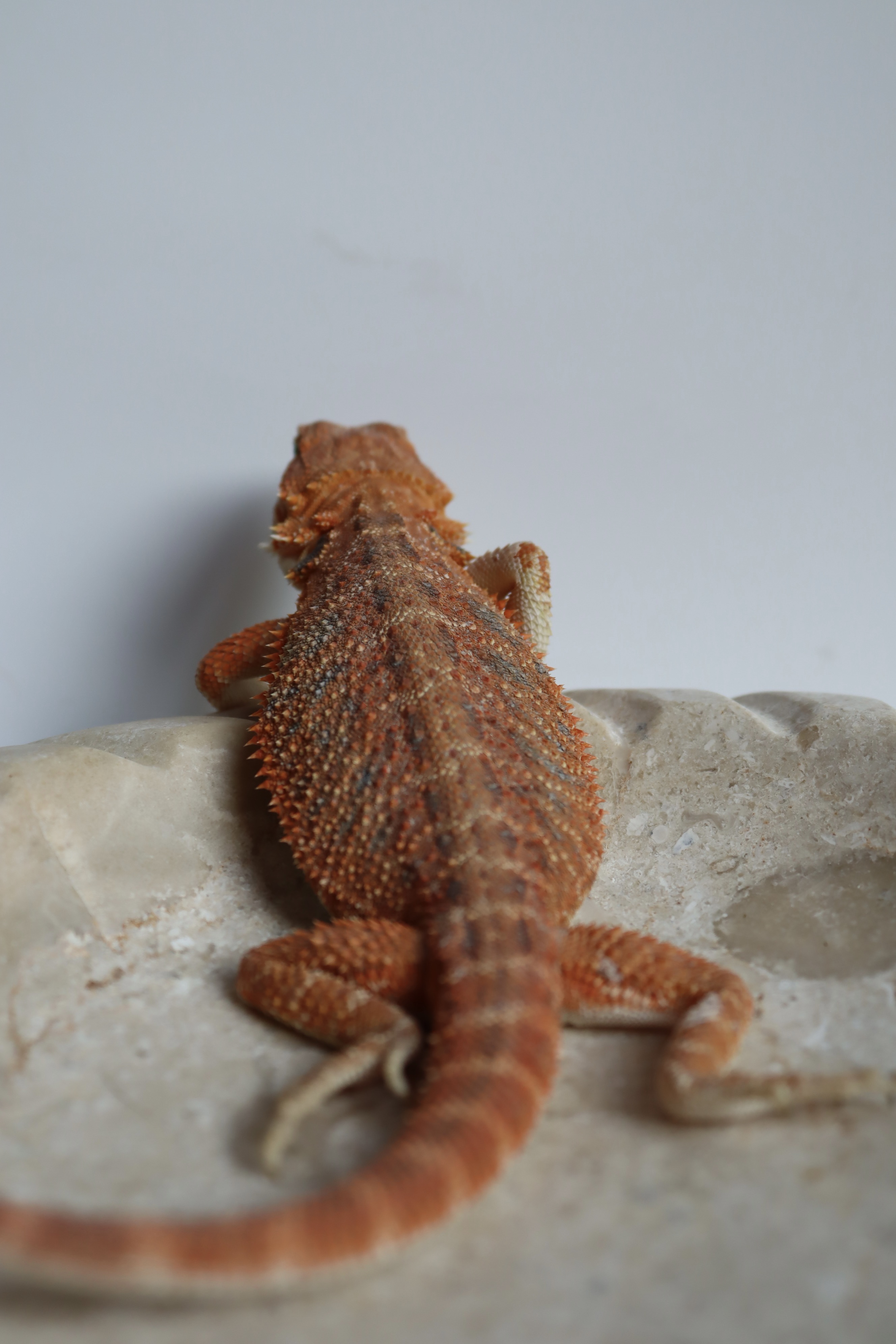 13. Male Hypo Het Trans Citrus/Belgium Red
