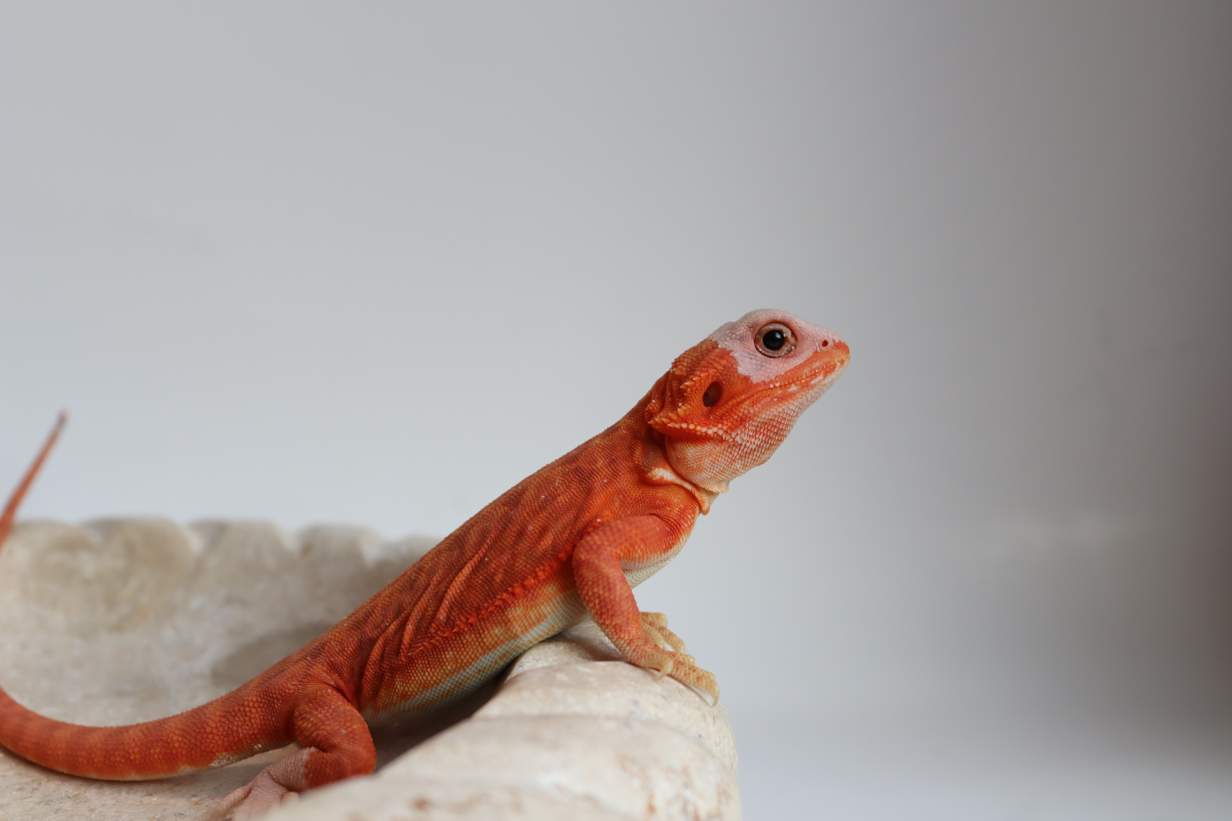 24. Male Hypo Het Trans Leatherback Red Monster/Belgium Red *Nipped Toes*