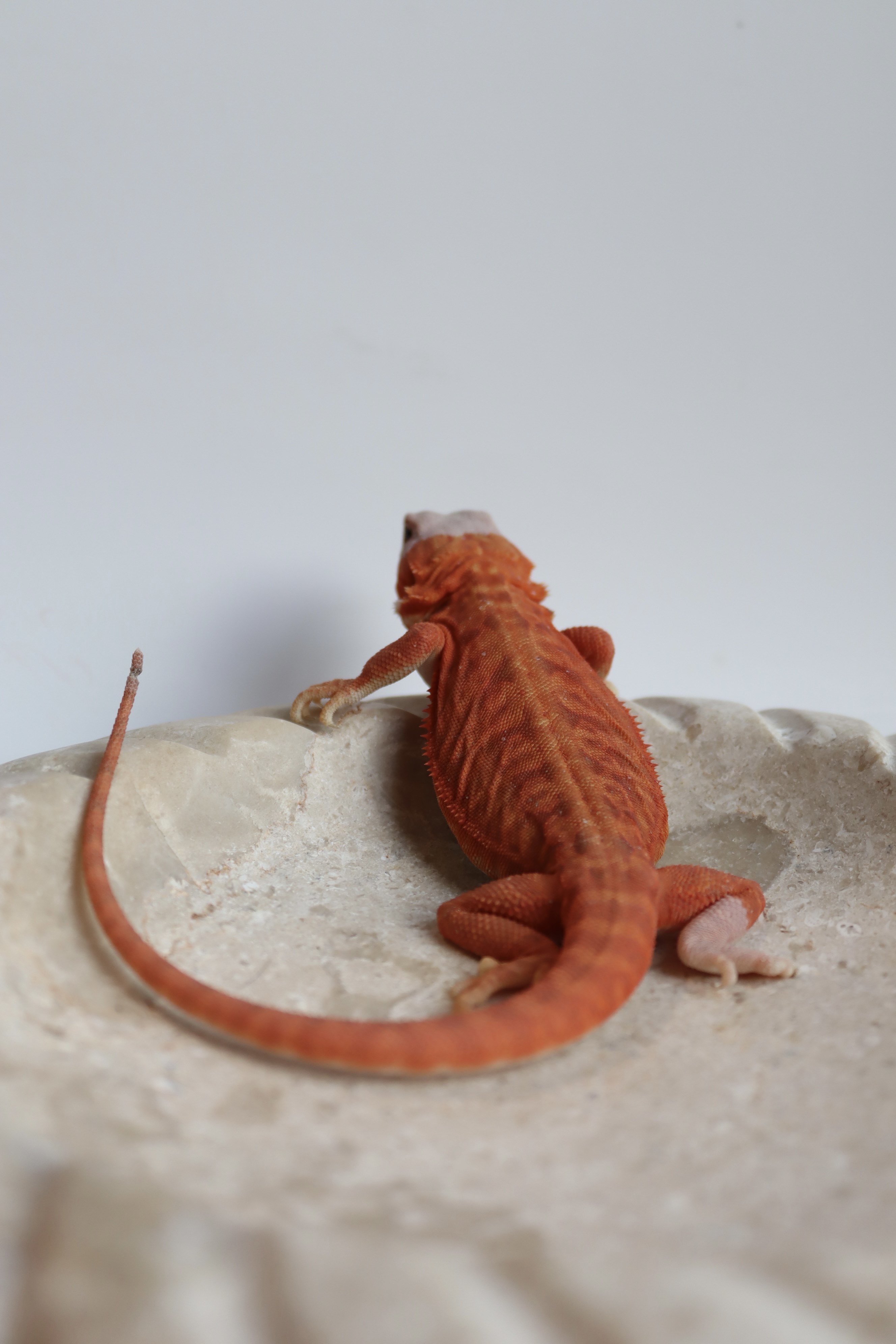 24. Male Hypo Het Trans Leatherback Red Monster/Belgium Red *Nipped Toes*
