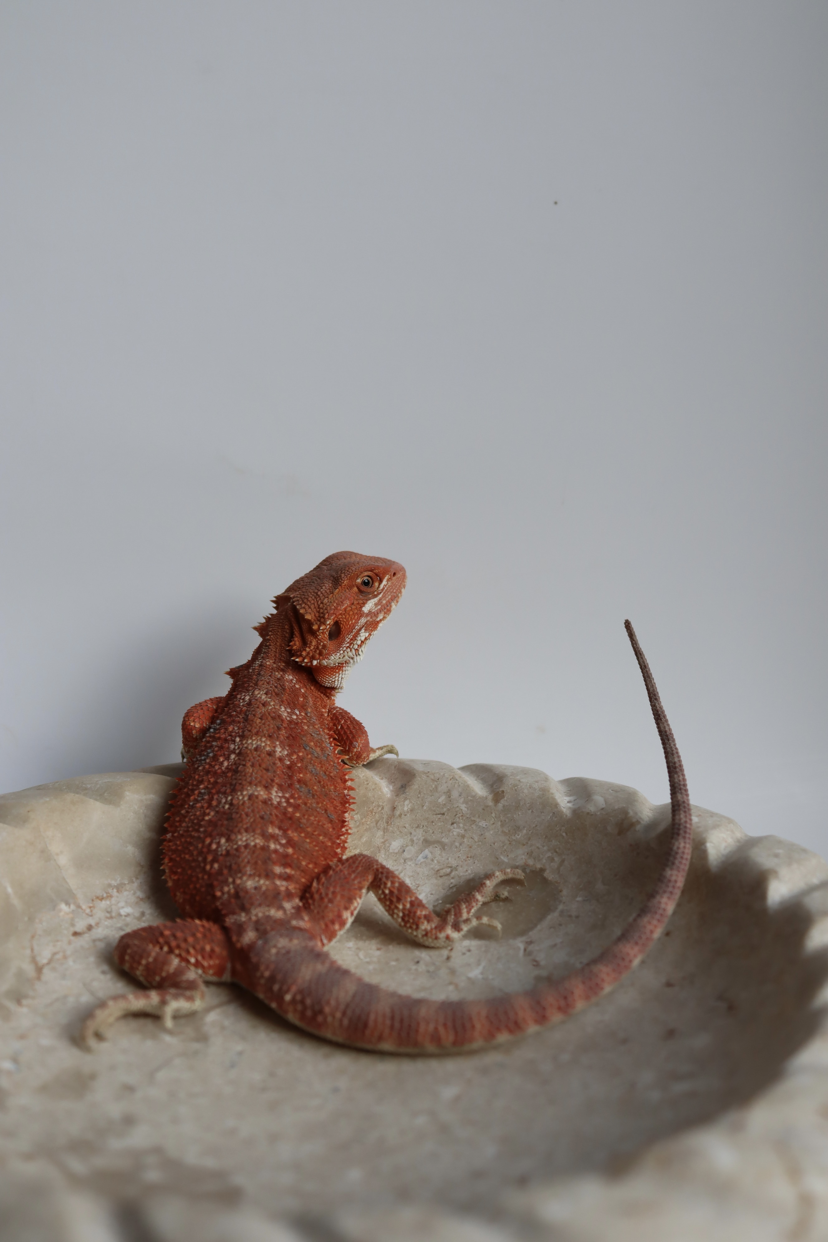 15. Male Hypo Het Trans Red Monster/Belgium Red