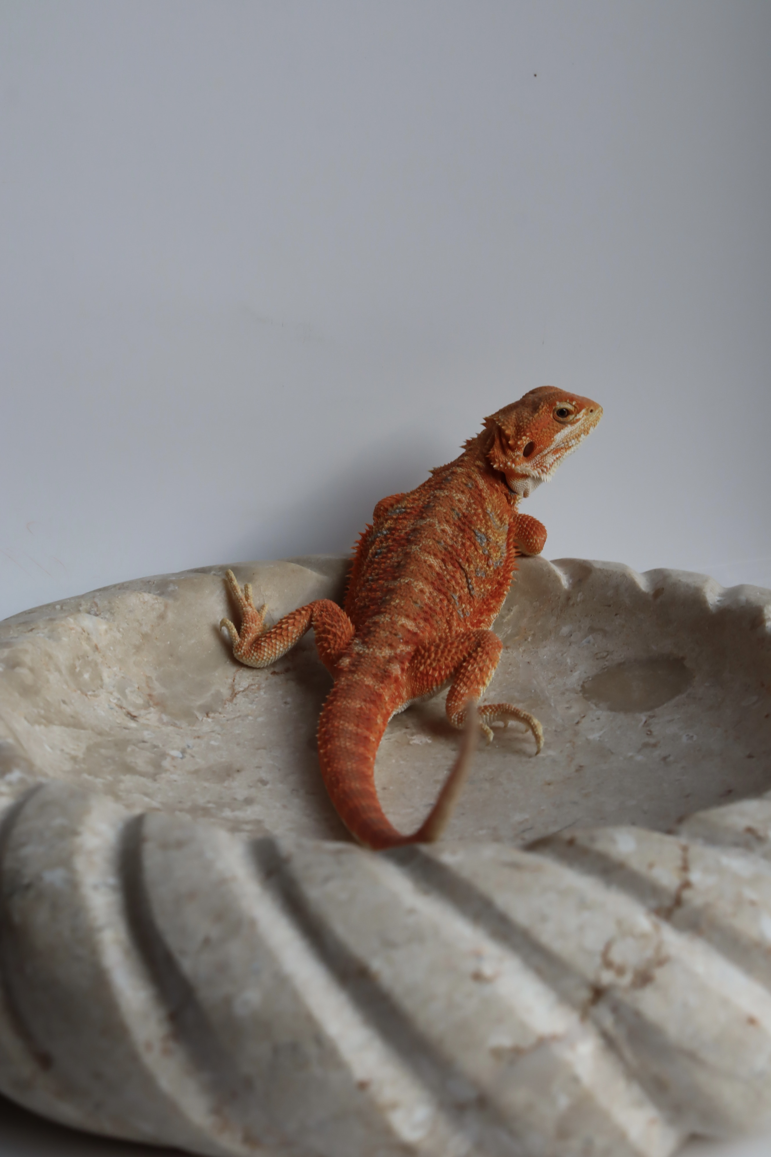 5. Male Hypo Het Trans Citrus/Belgium Red