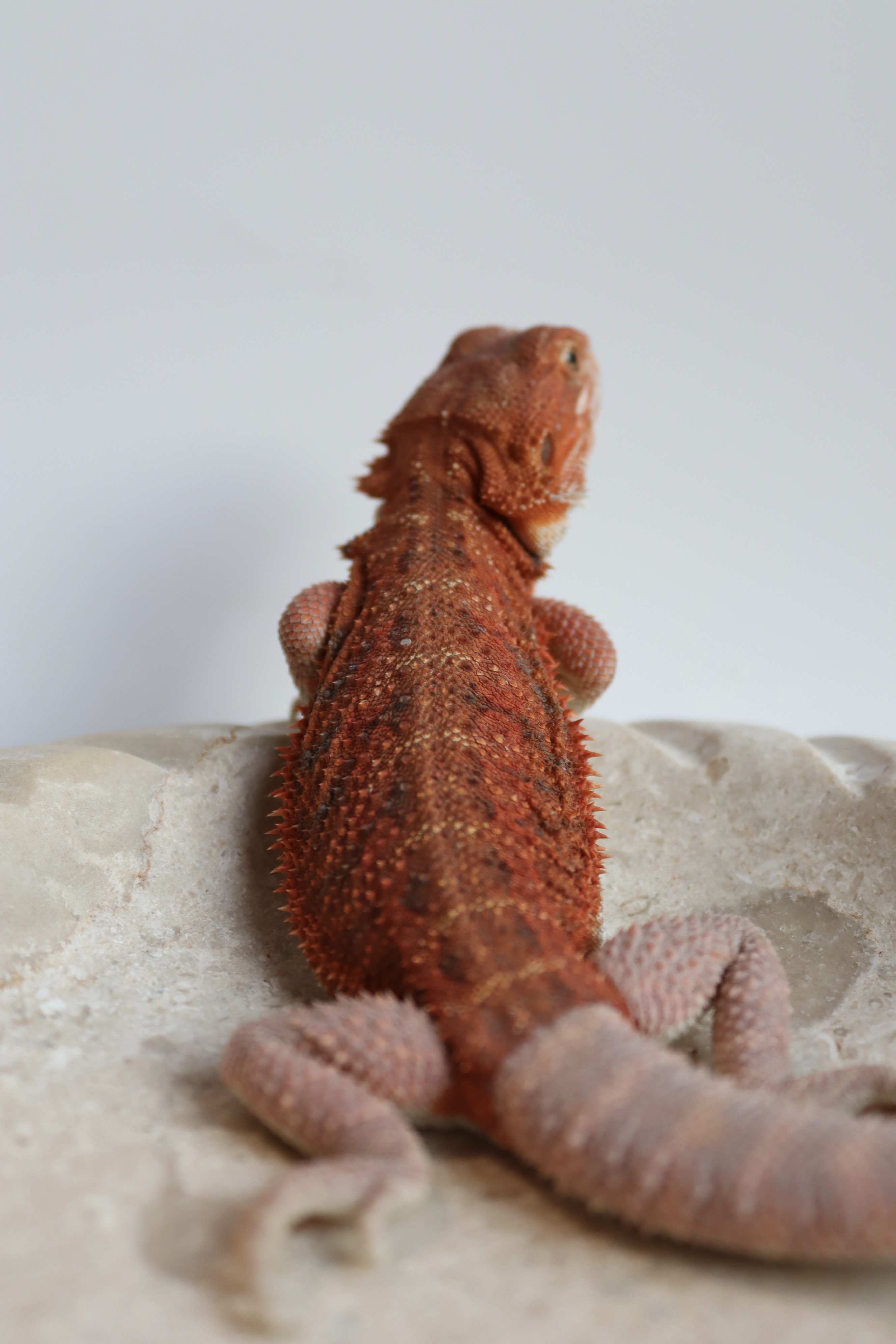 25. Male Hypo Het Trans Red Monster/Belgium Red