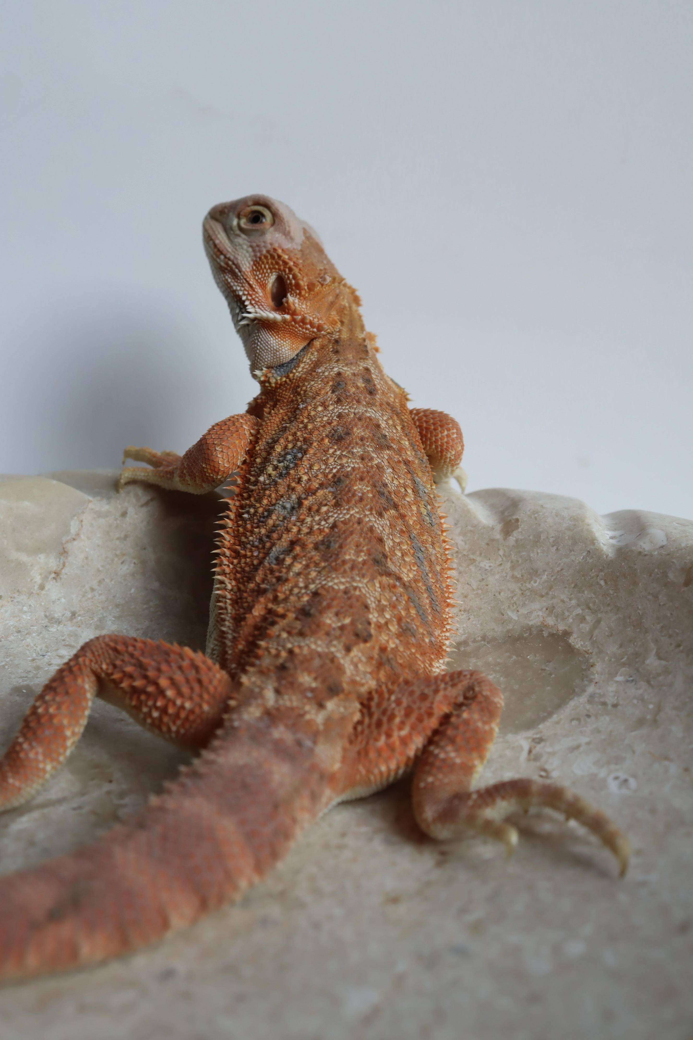 12. Male Hypo Het Trans Citrus/Belgium Red