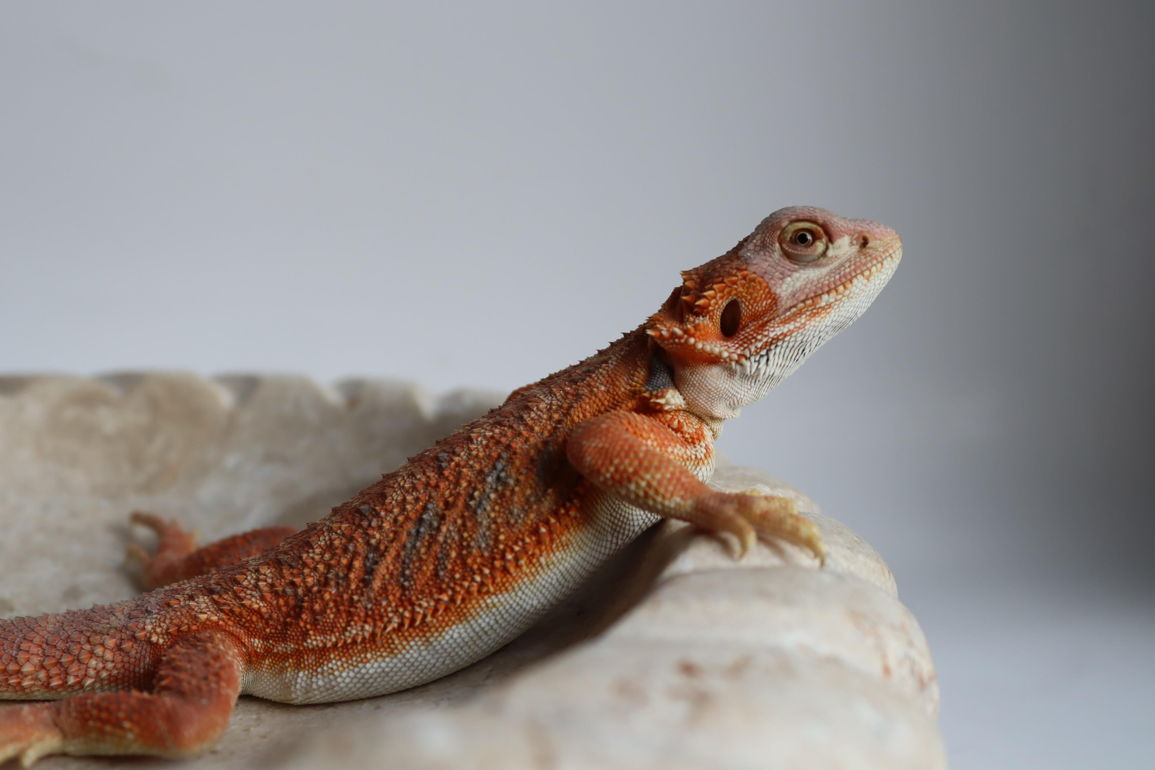 12. Male Hypo Het Trans Citrus/Belgium Red