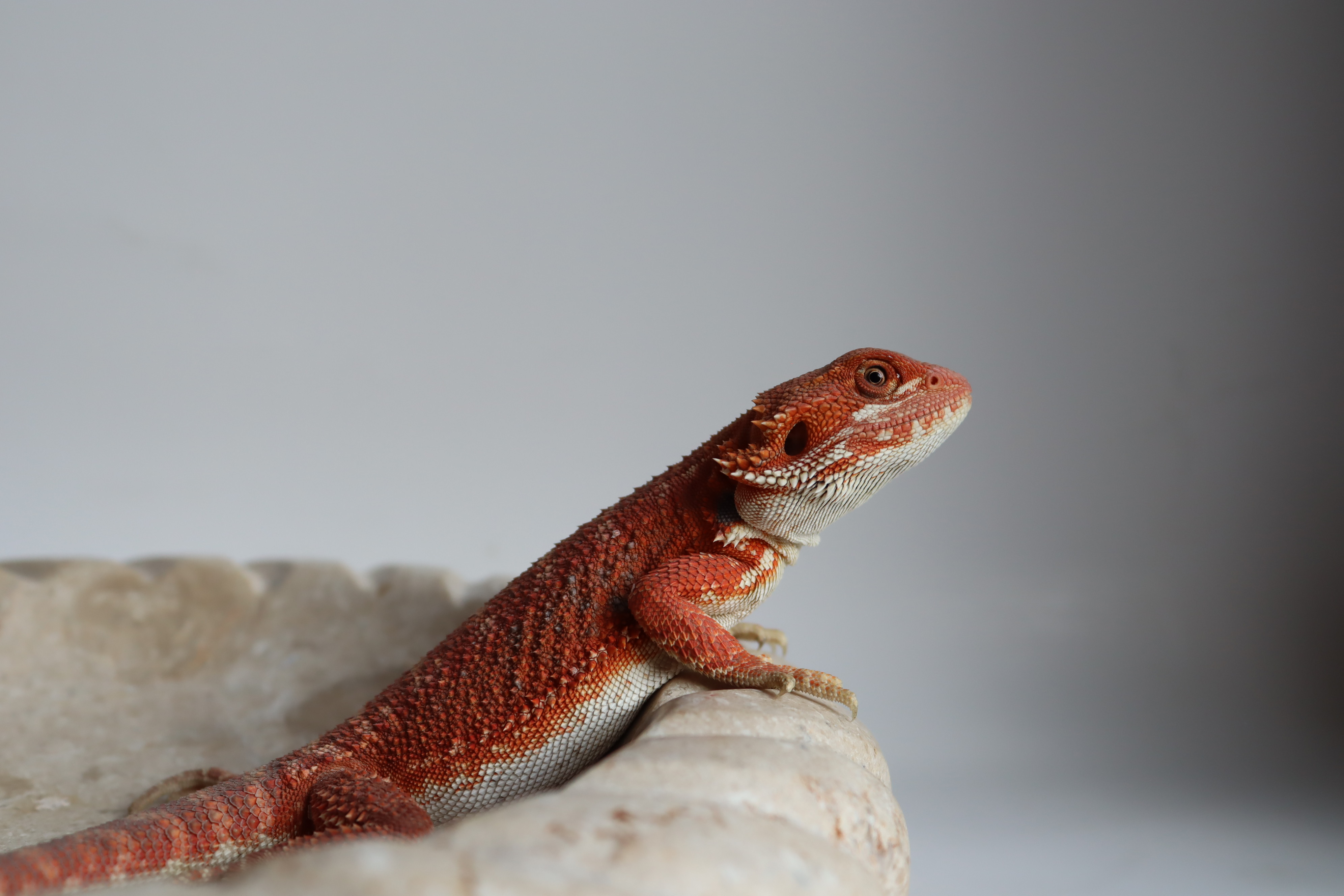 15. Male Hypo Het Trans Red Monster/Belgium Red