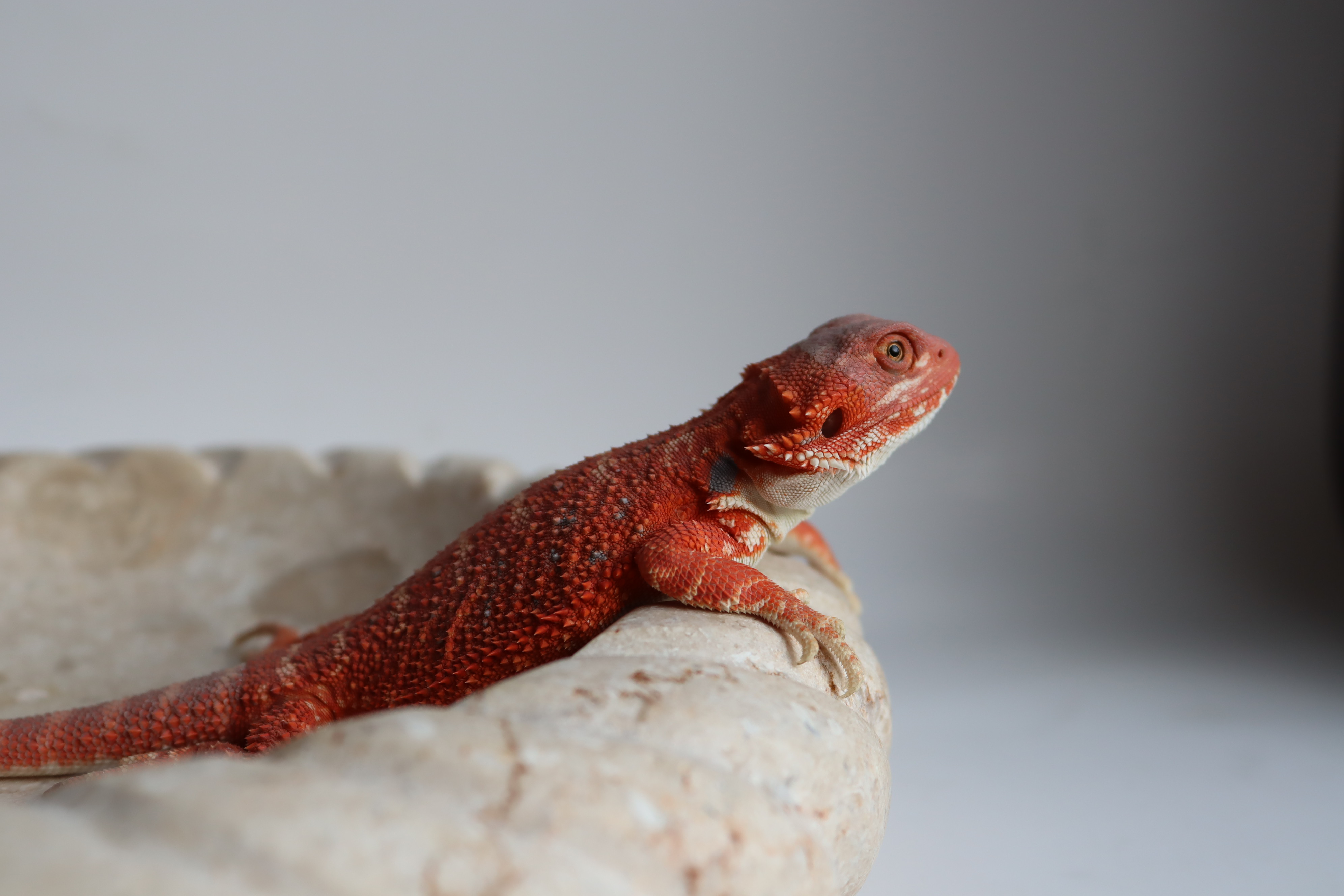 14. Male Hypo Het Trans Citrus/Belgium Red