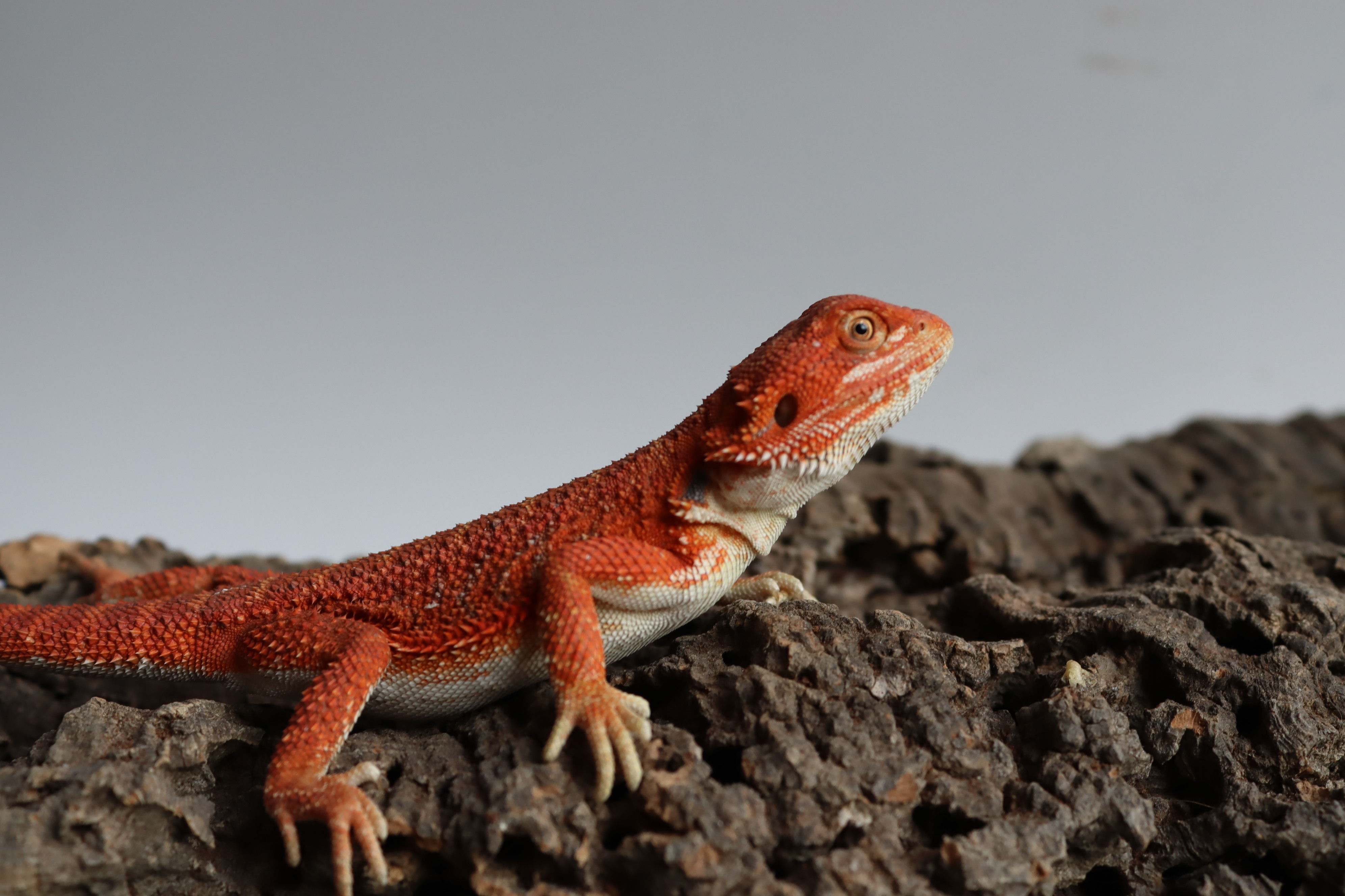 9. Male Hypo Het Trans Red Monster