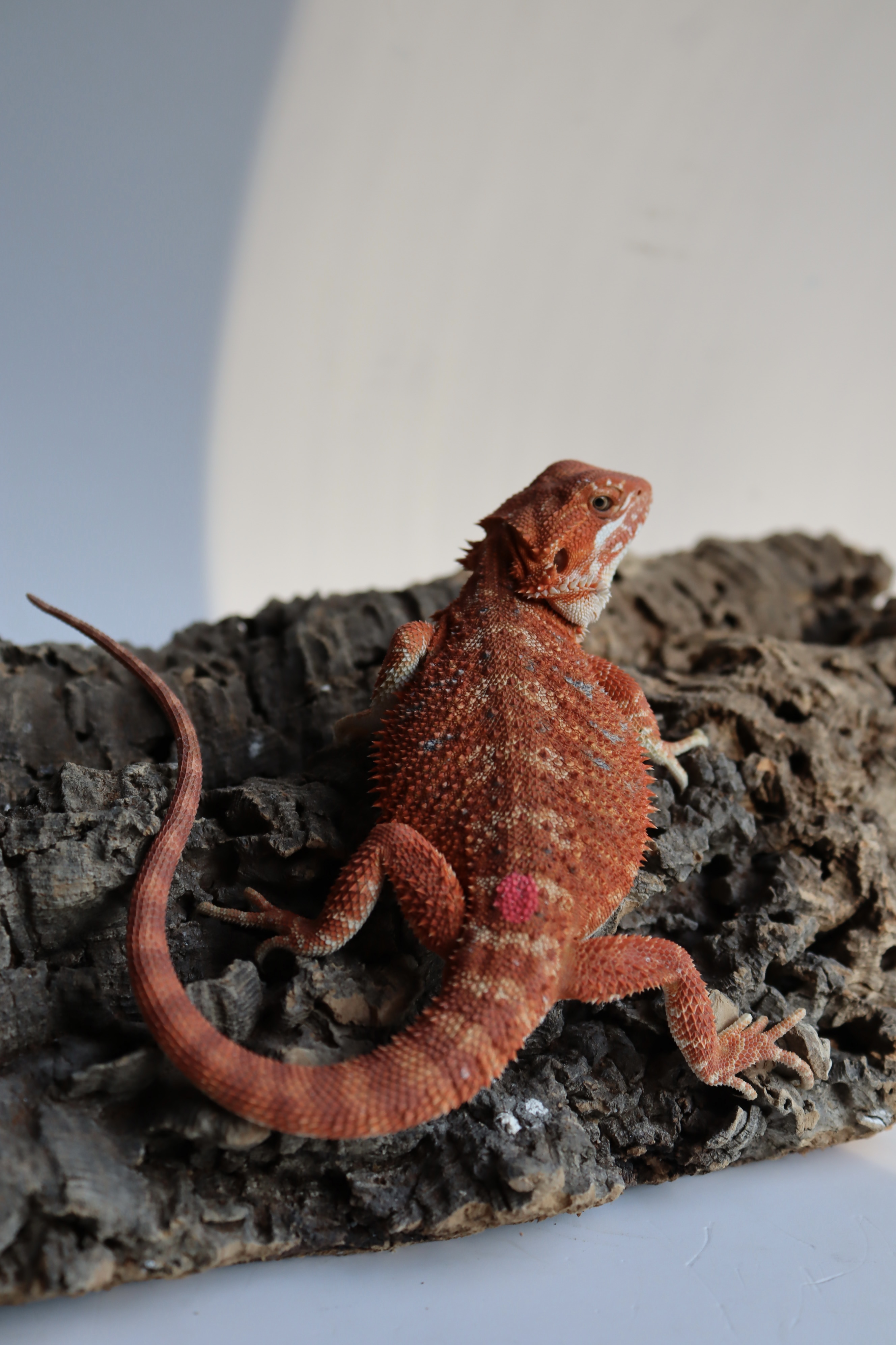 1. Female Hypo Het Trans Red Monster/Belgium Red