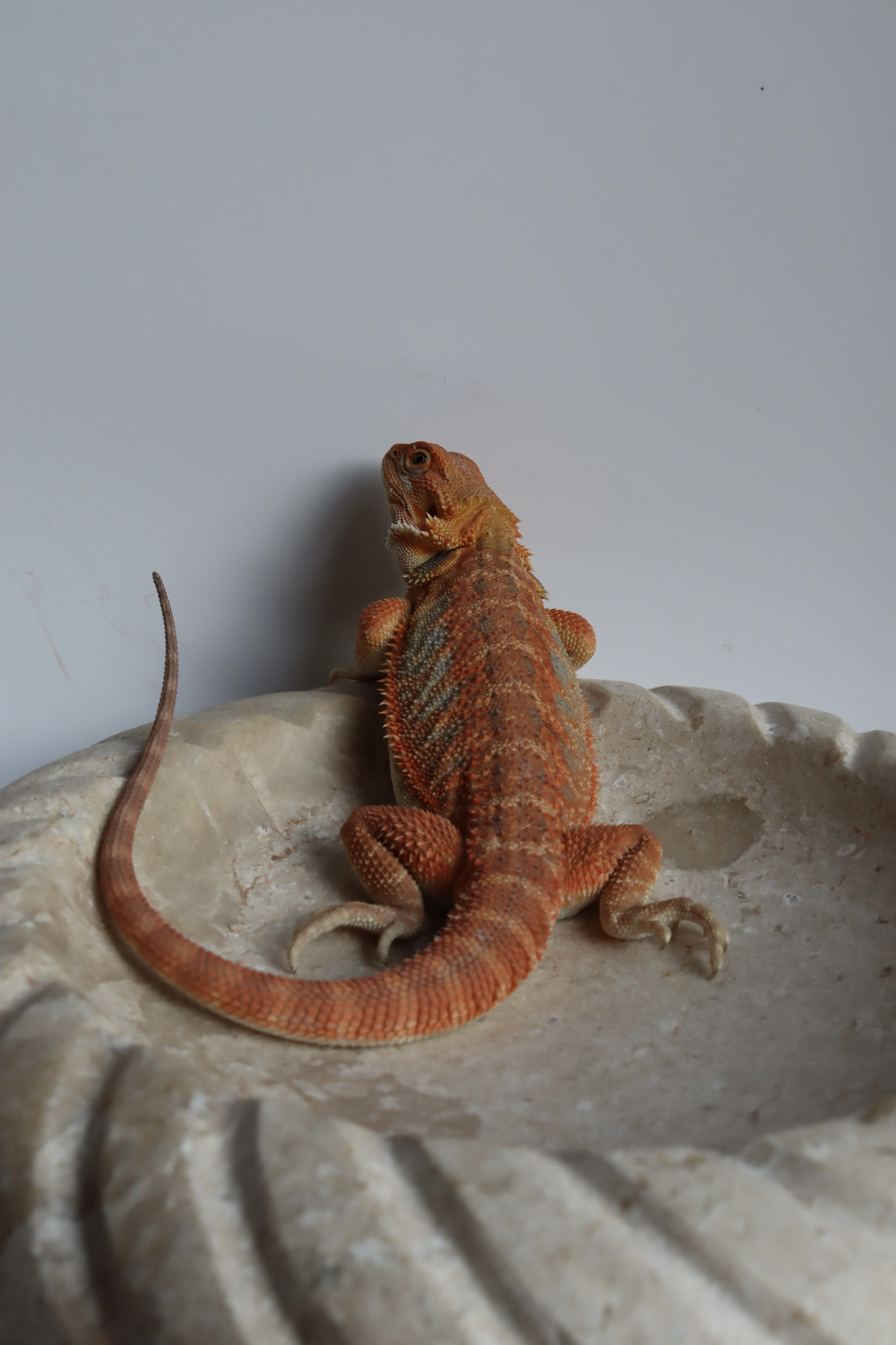 11. Male Hypo Het Trans Citrus/Belgium Red