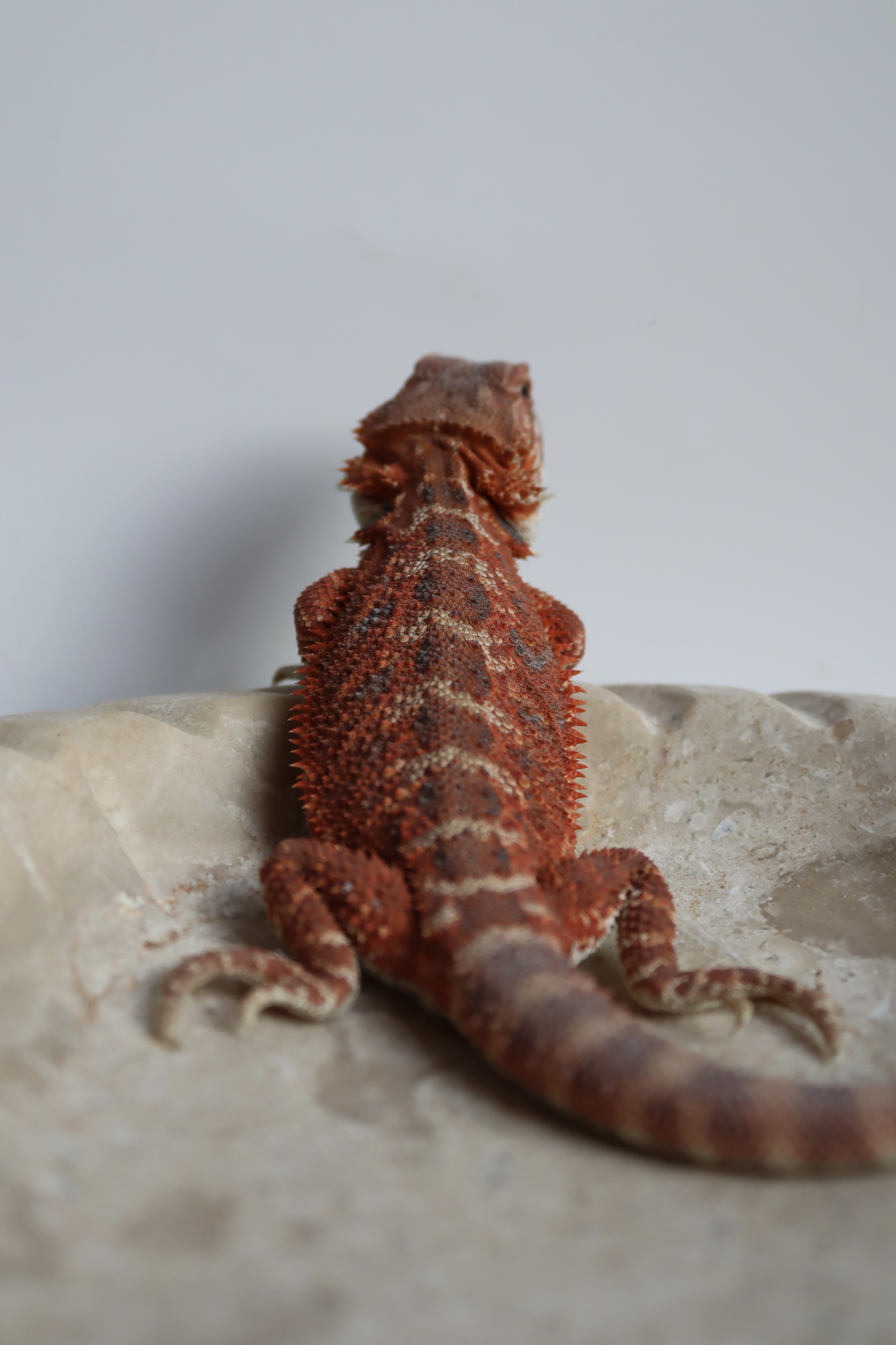 21. Male Hypo Het Trans Red Monster/Belgium Red