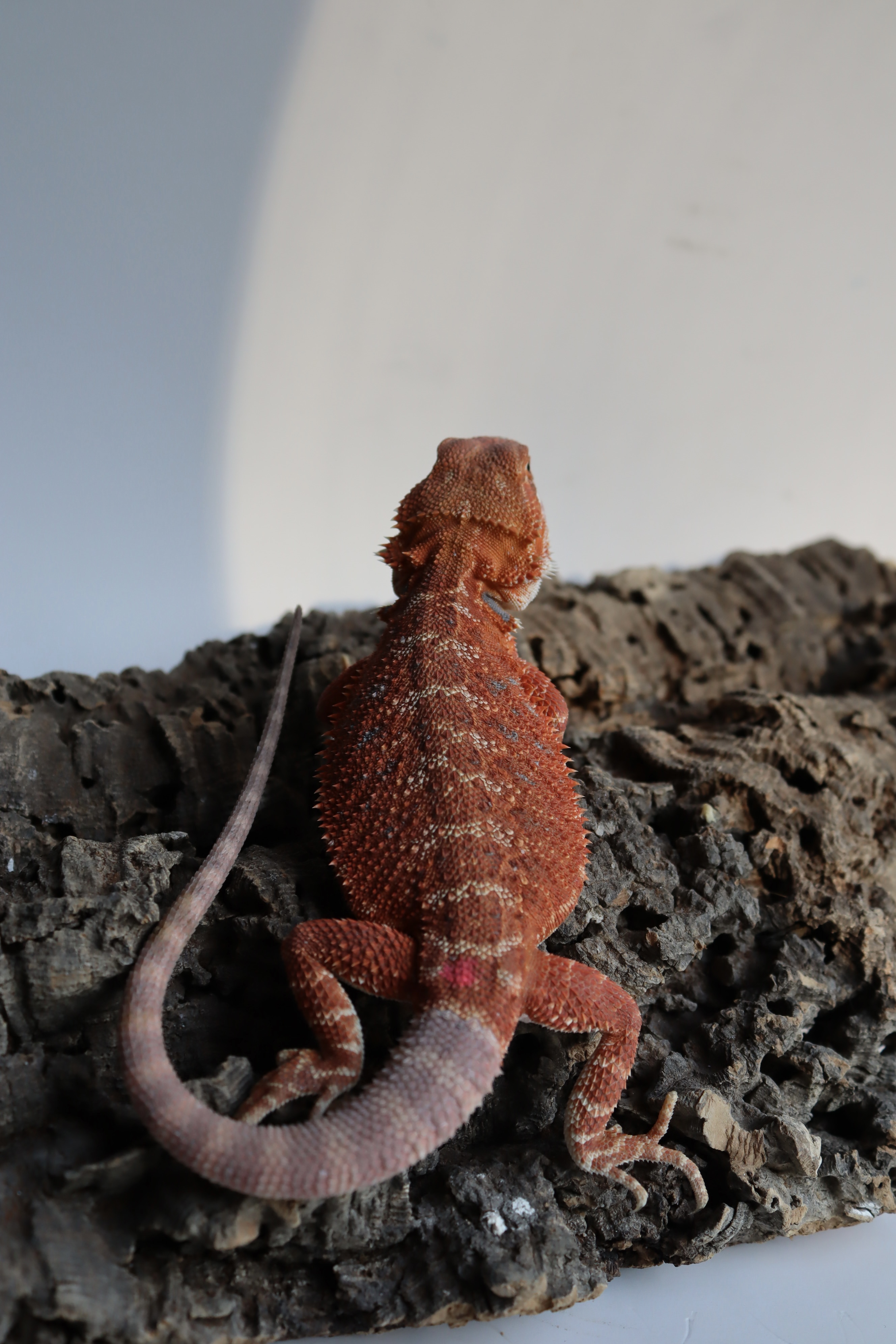 7. Female Hypo Het Trans Red Monster/Belgium Red