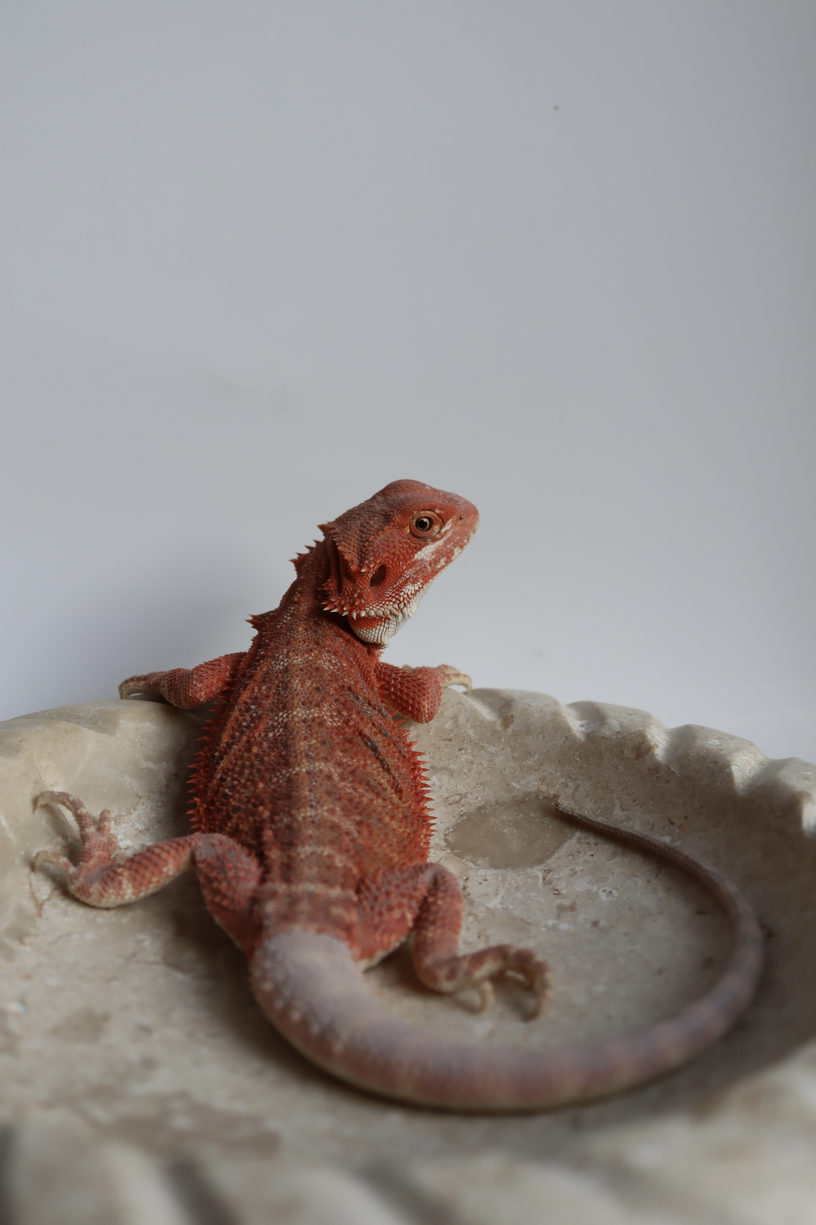 17. Male Hypo Het Trans Red Monster/Belgium Red