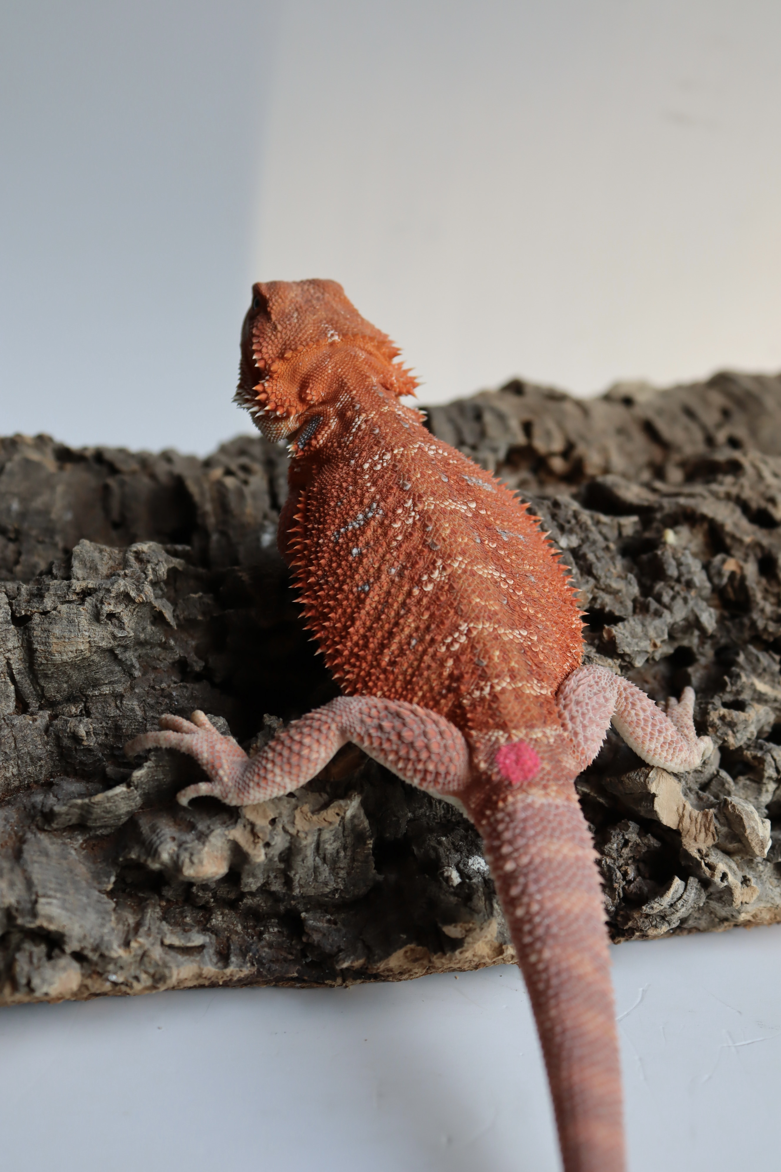 3. Female Hypo Het Trans Red Monster/Belgium Red