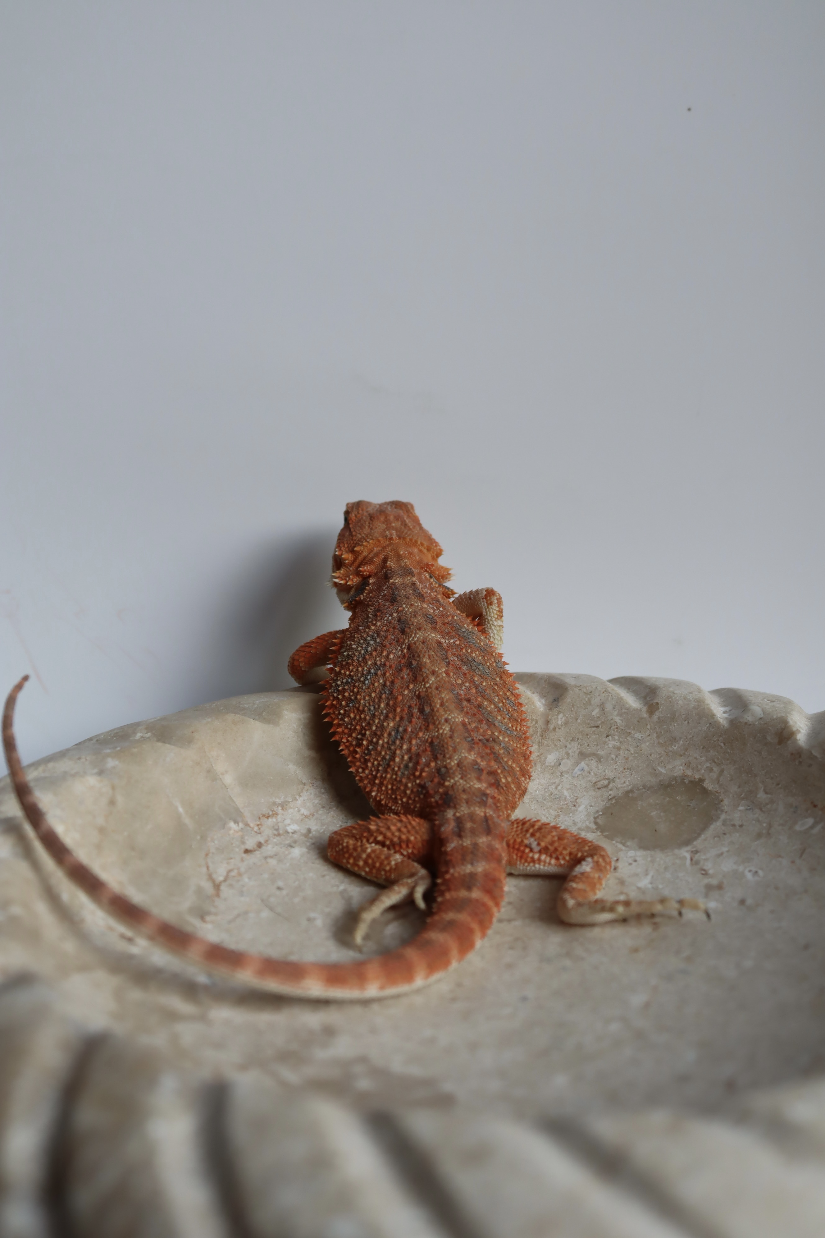 13. Male Hypo Het Trans Citrus/Belgium Red