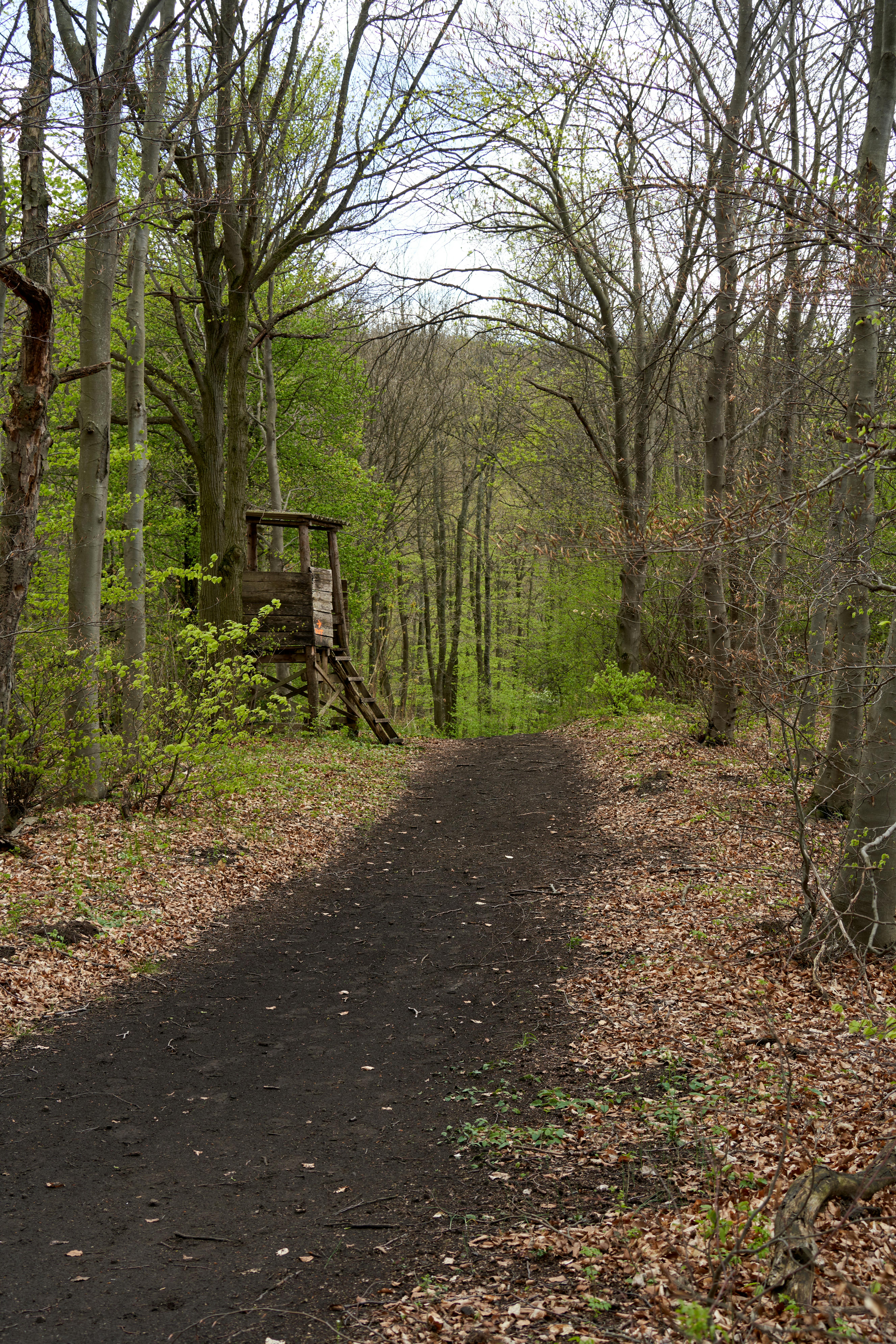 Gourmet Adventure in the Heart of the Woods - Tuscan Truffle Hunt