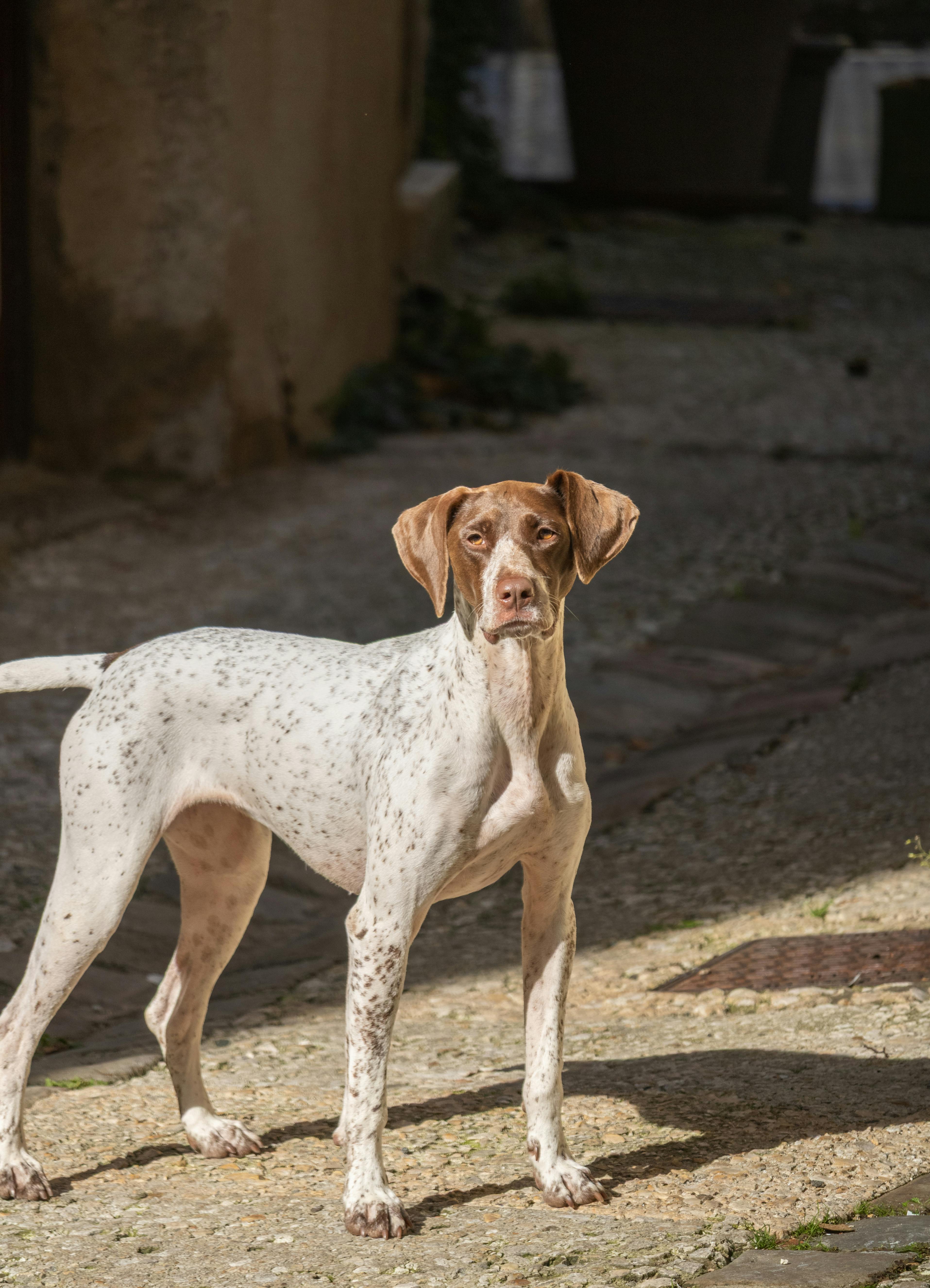Gourmet Adventure in the Heart of the Woods - Tuscan Truffle Hunt